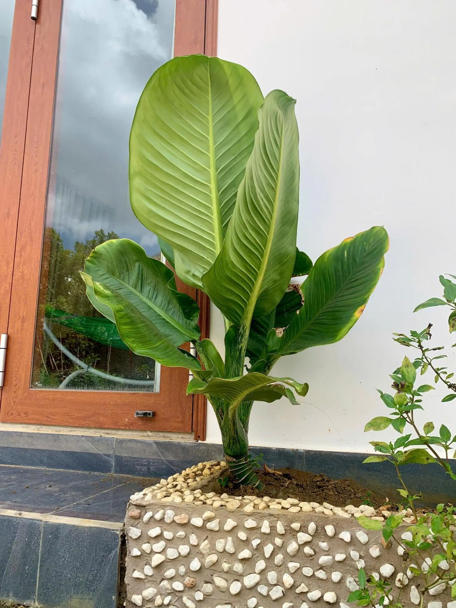 Garden in Pin's House