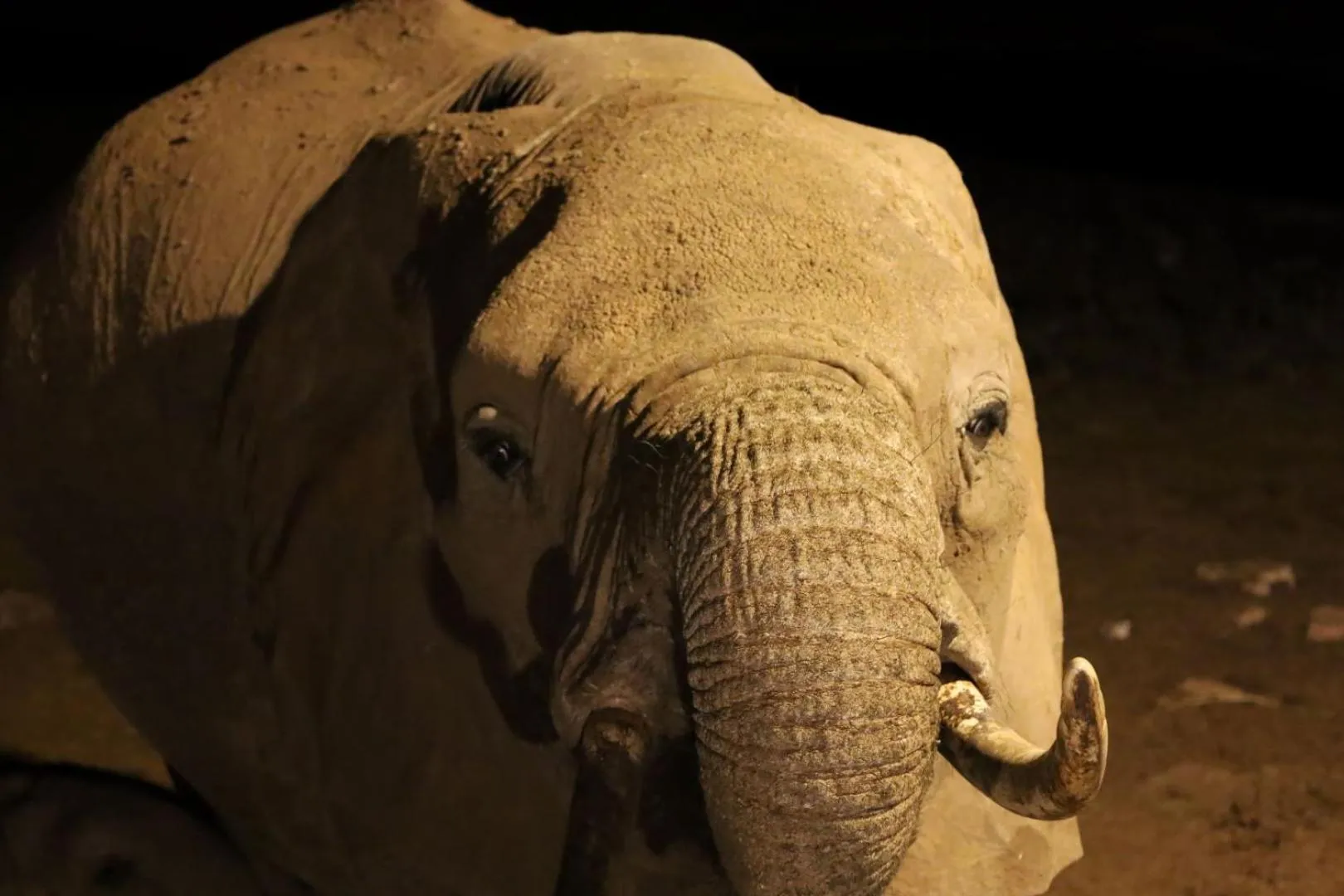 View (from property/room) in Salt Lick Safari Lodge