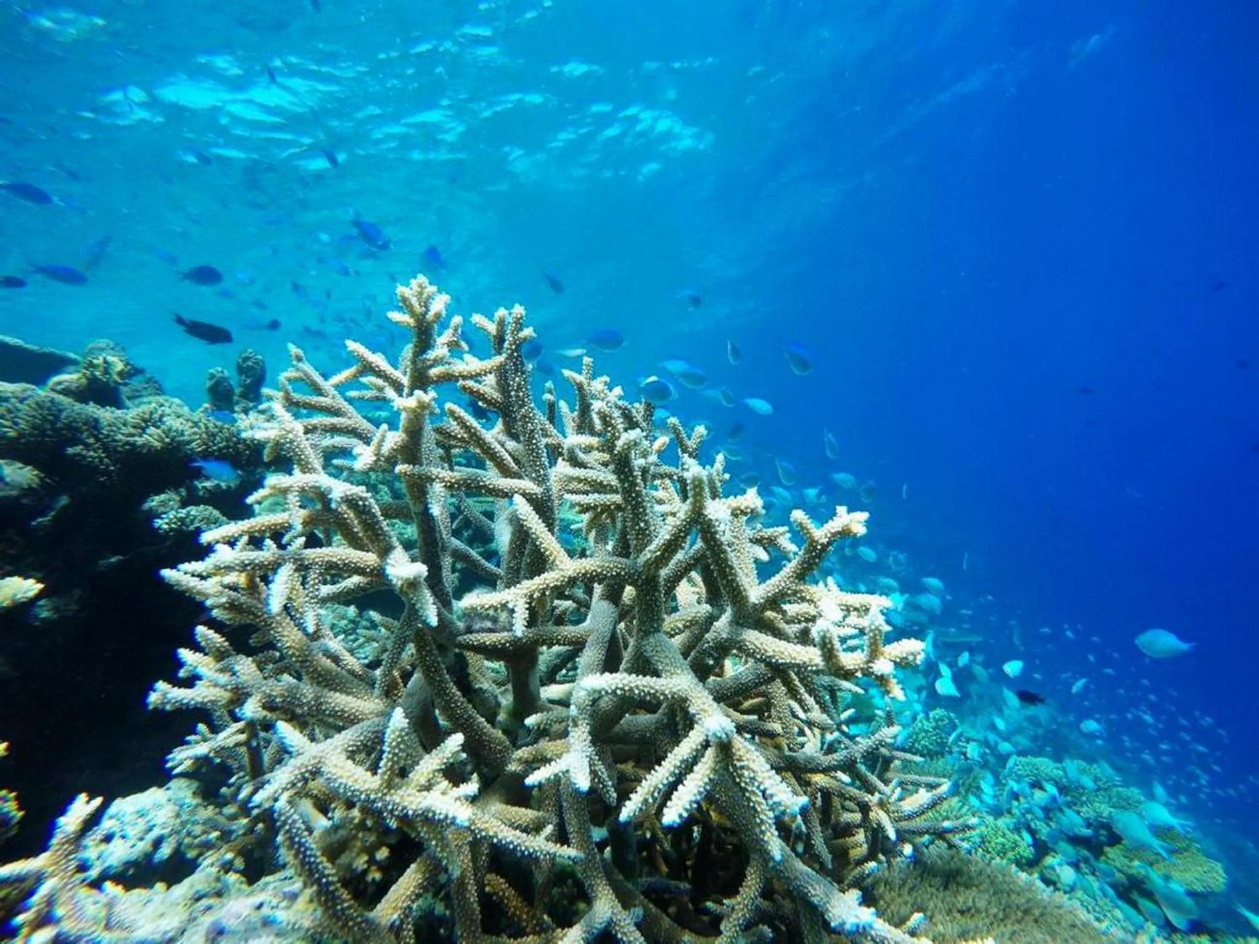 Natural landscape in Adroit Beach Inn