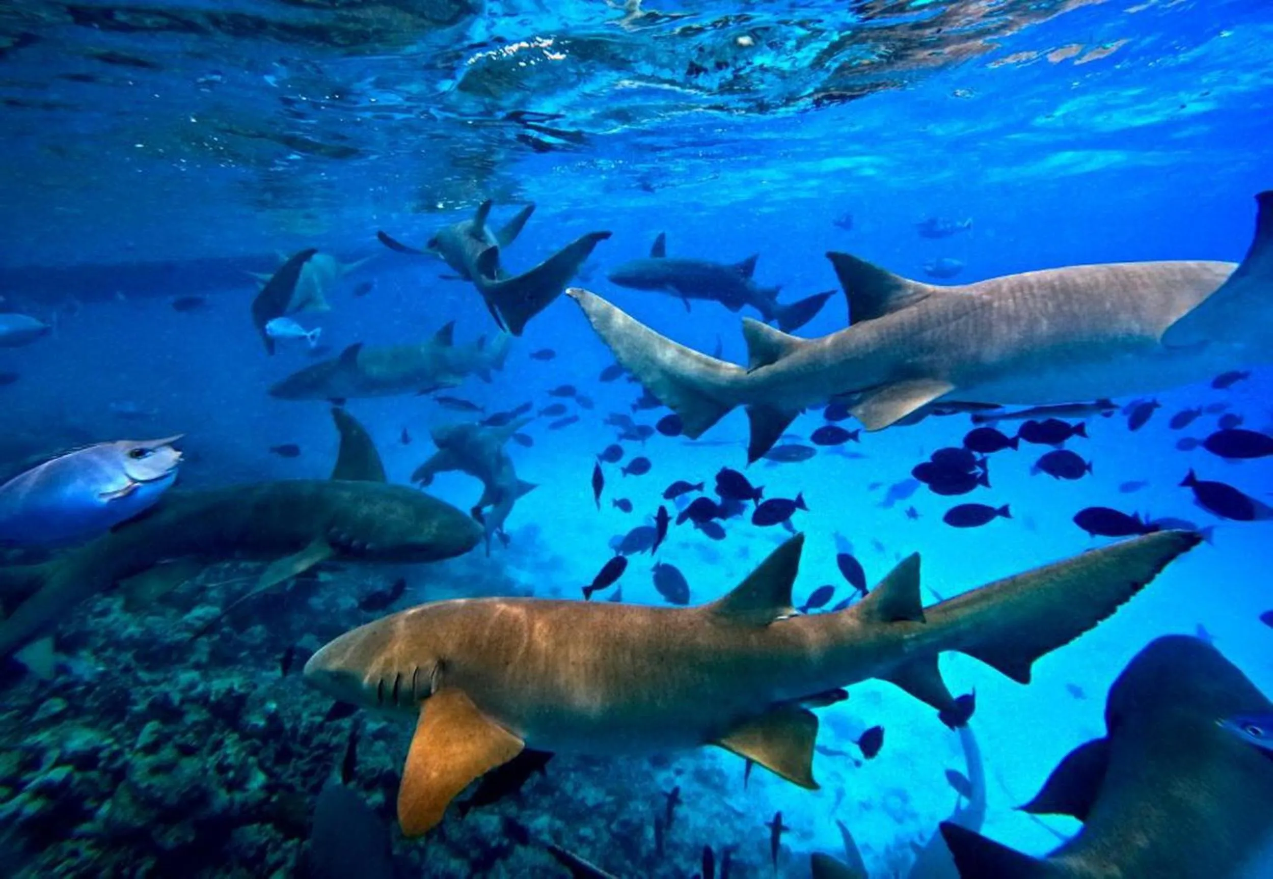 Natural landscape in Adroit Beach Inn