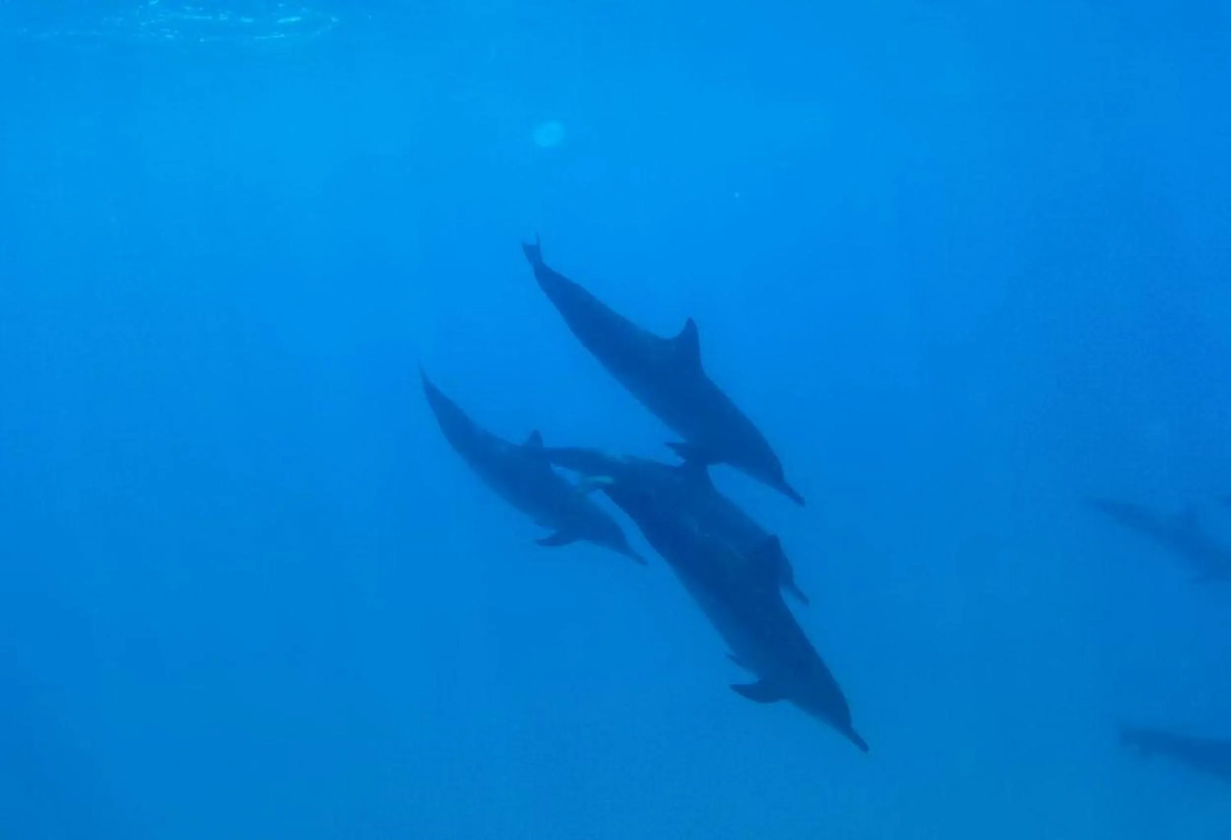 Snorkeling in Adroit Beach Inn