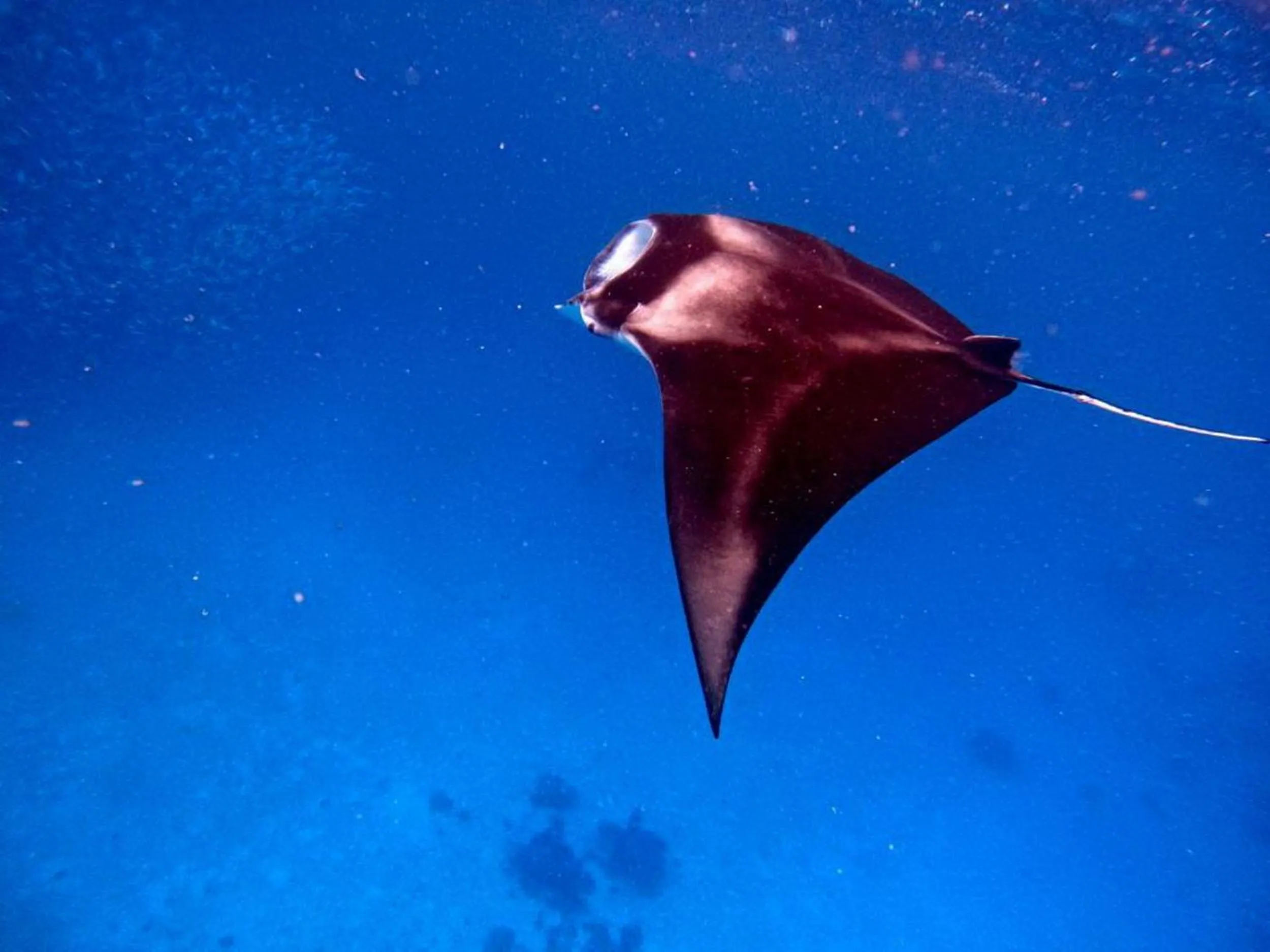Snorkeling in Adroit Beach Inn