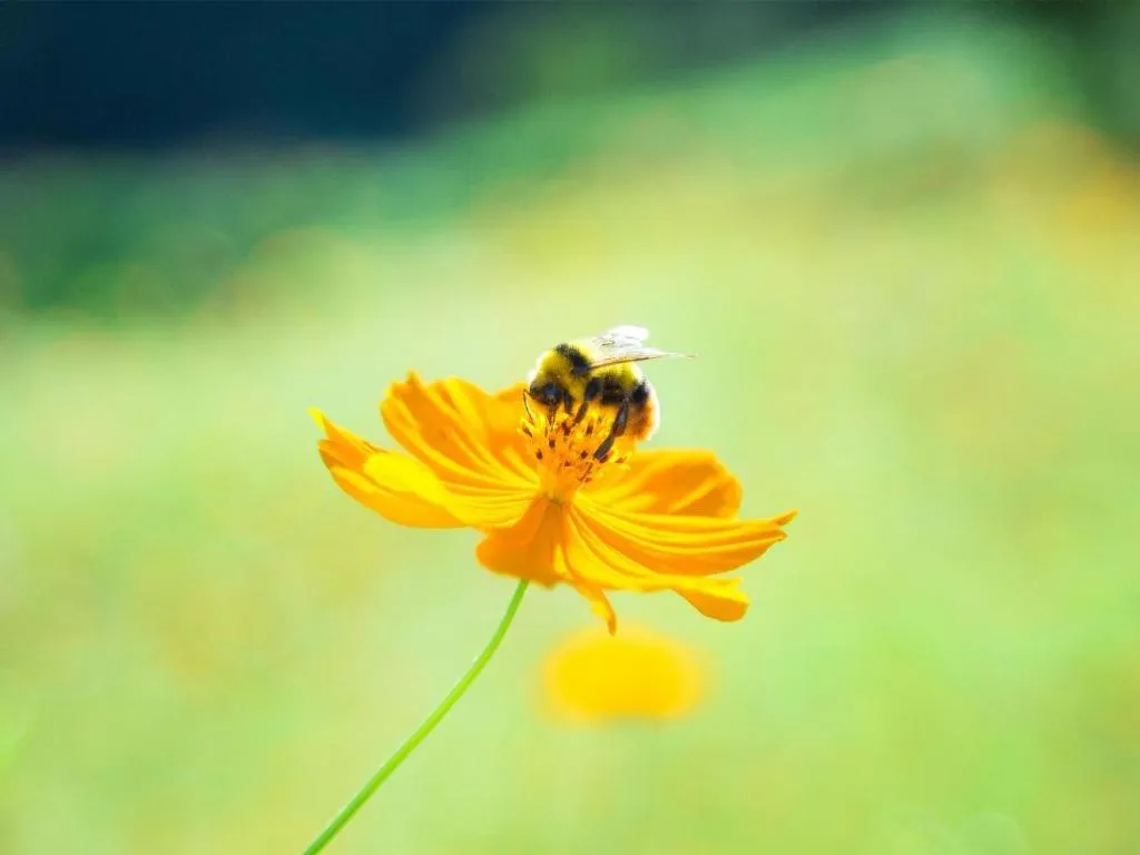 Yufuin Tsukahara Villa ERINA