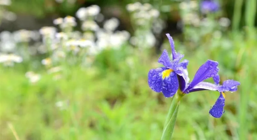 Yufuin Tsukahara Villa ERINA