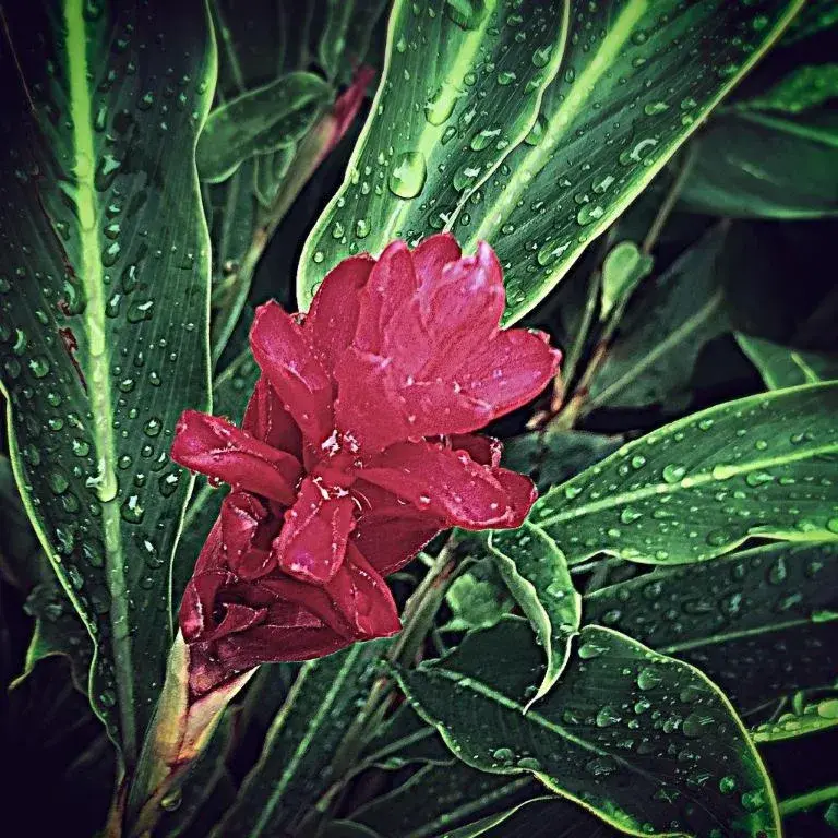 Victoria Palms Hotel Victoria Palms Hotel