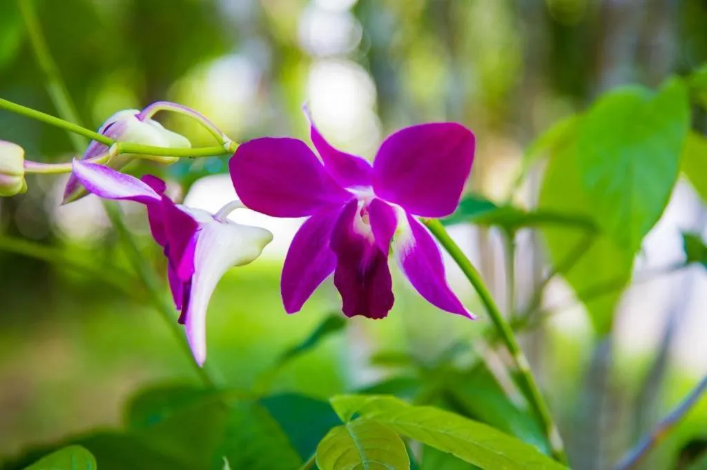 TAWANCHAY HOTEL PHATTHALUNG