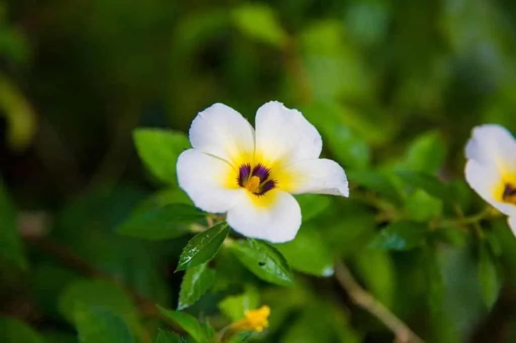 TAWANCHAY HOTEL PHATTHALUNG