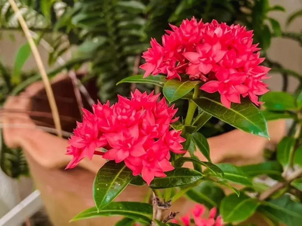 The Linux Garden Hotel (City Amphur Muang Yala) The Linux Garden Hotel (City Amphur Muang Yala)