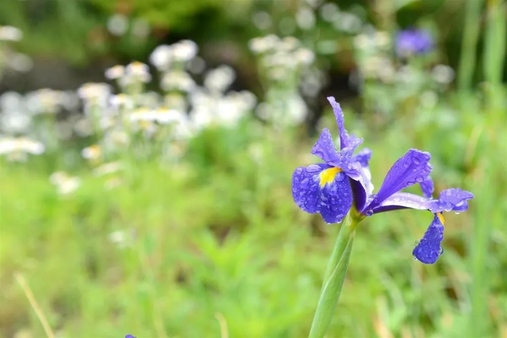 Yufuin Luxury Villa -zakuro-