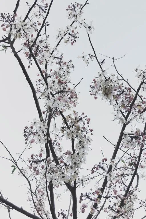 Rangsiya Boutique Hotel