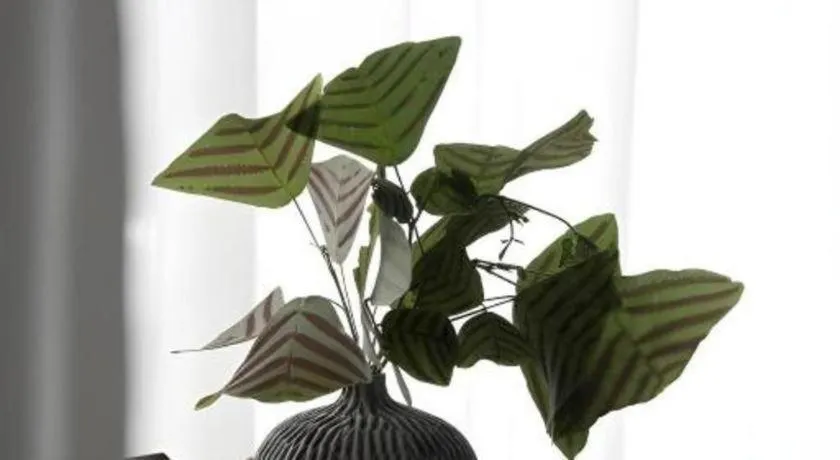 Rangsiya Boutique Hotel