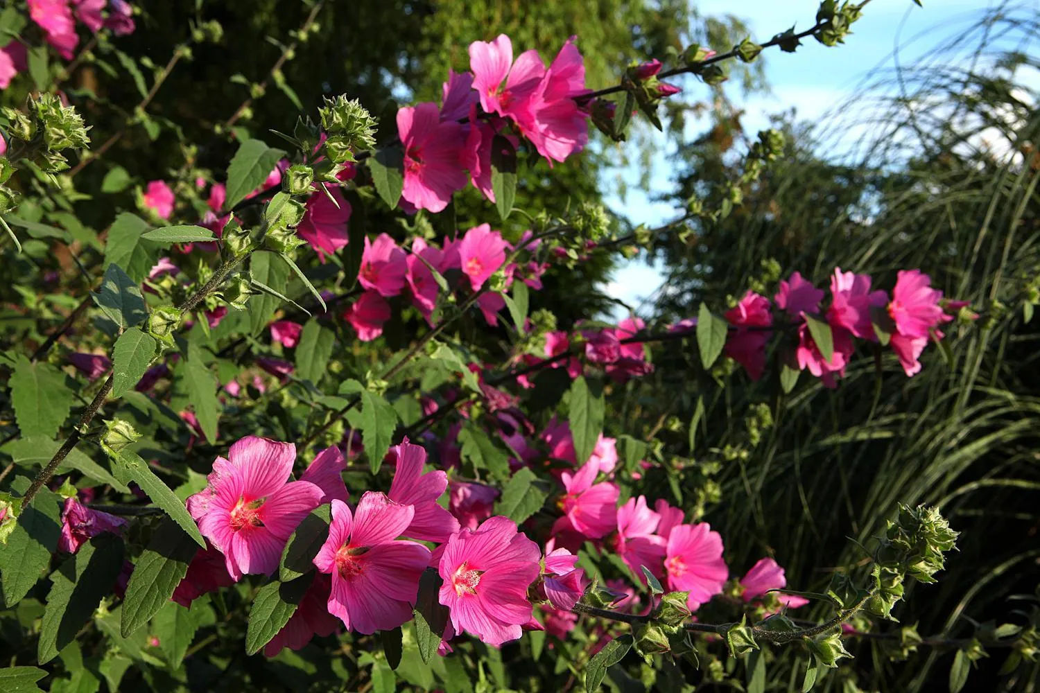 Garden in The Moonraker Hotel