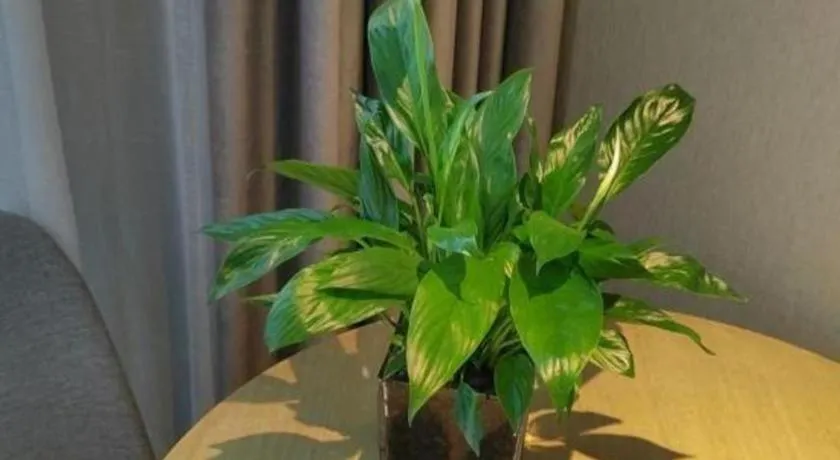 Echarm Hotel Hefei West Qilitang Metro Station