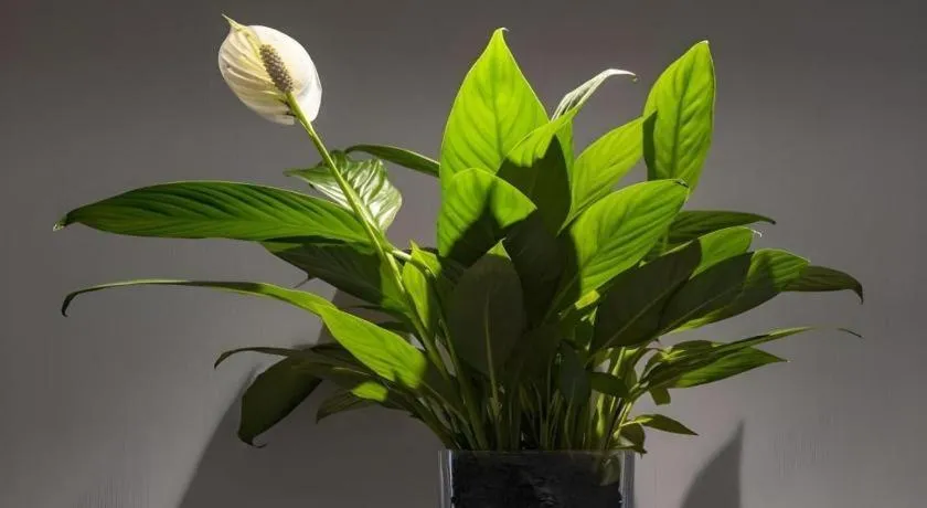 Green Tree Inn Xuzhou Tongshan Wanda Plaza Yuquanhe Metro Station