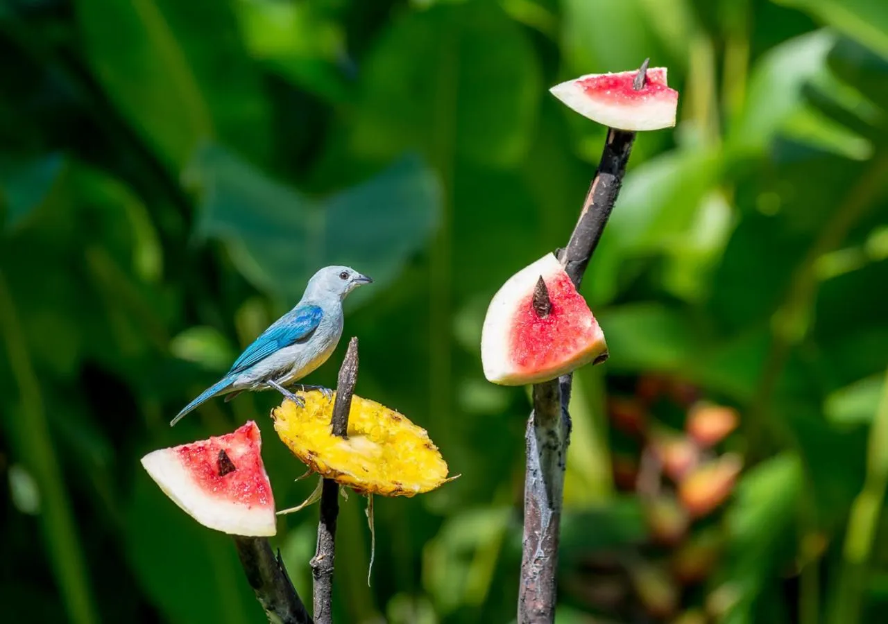 Garden in Hotel El Silencio del Campo