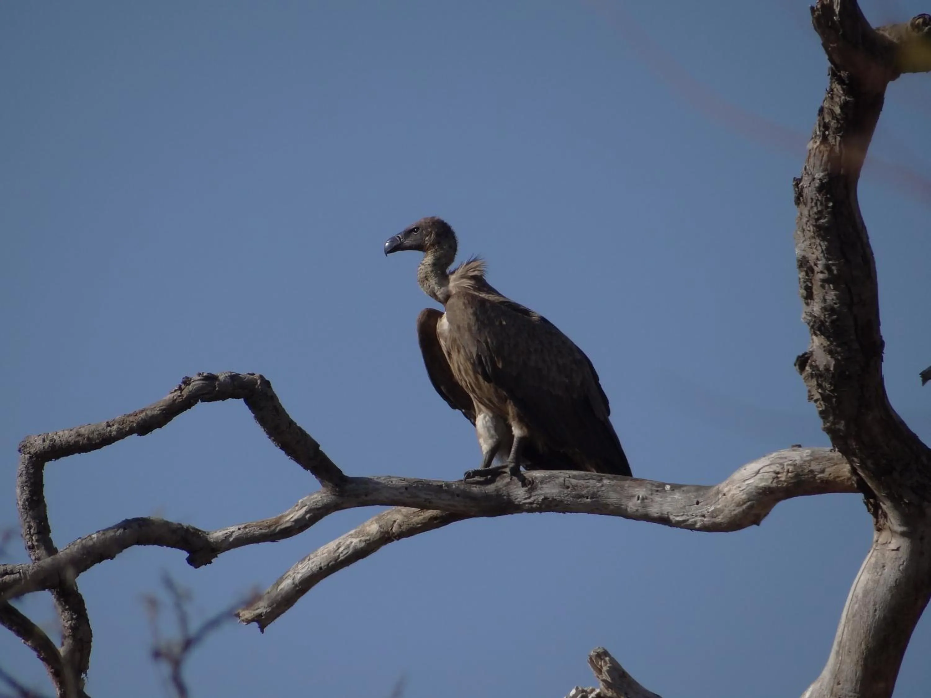 Animals in Spion Kop Lodge