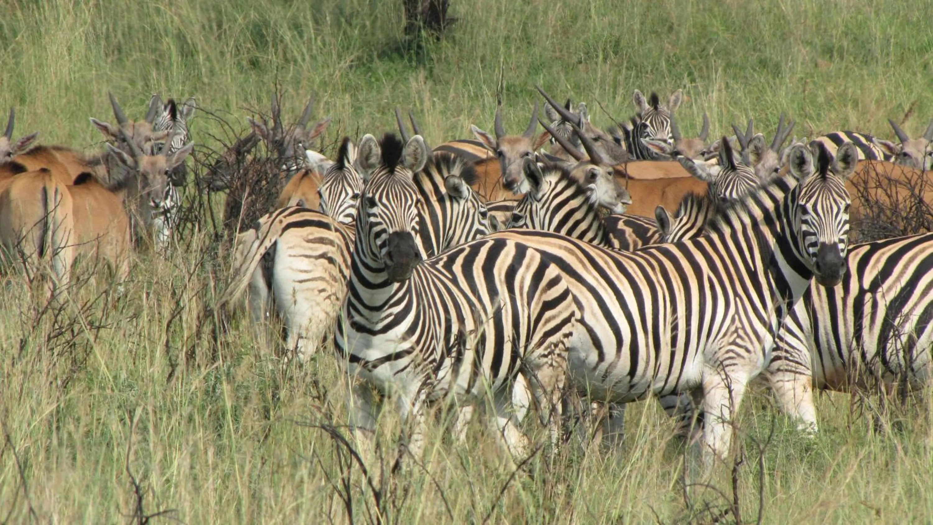 Animals in Spion Kop Lodge