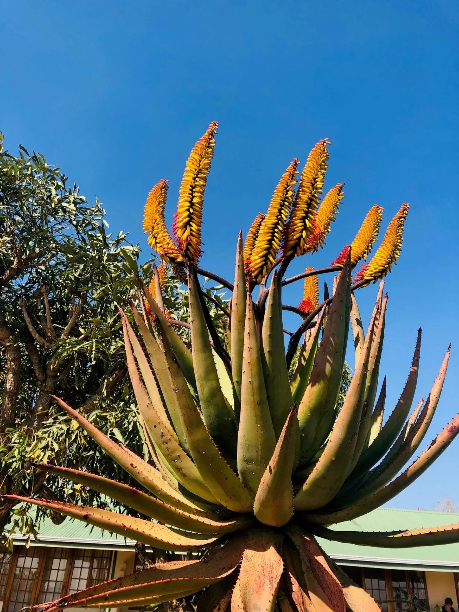 Garden in Spion Kop Lodge