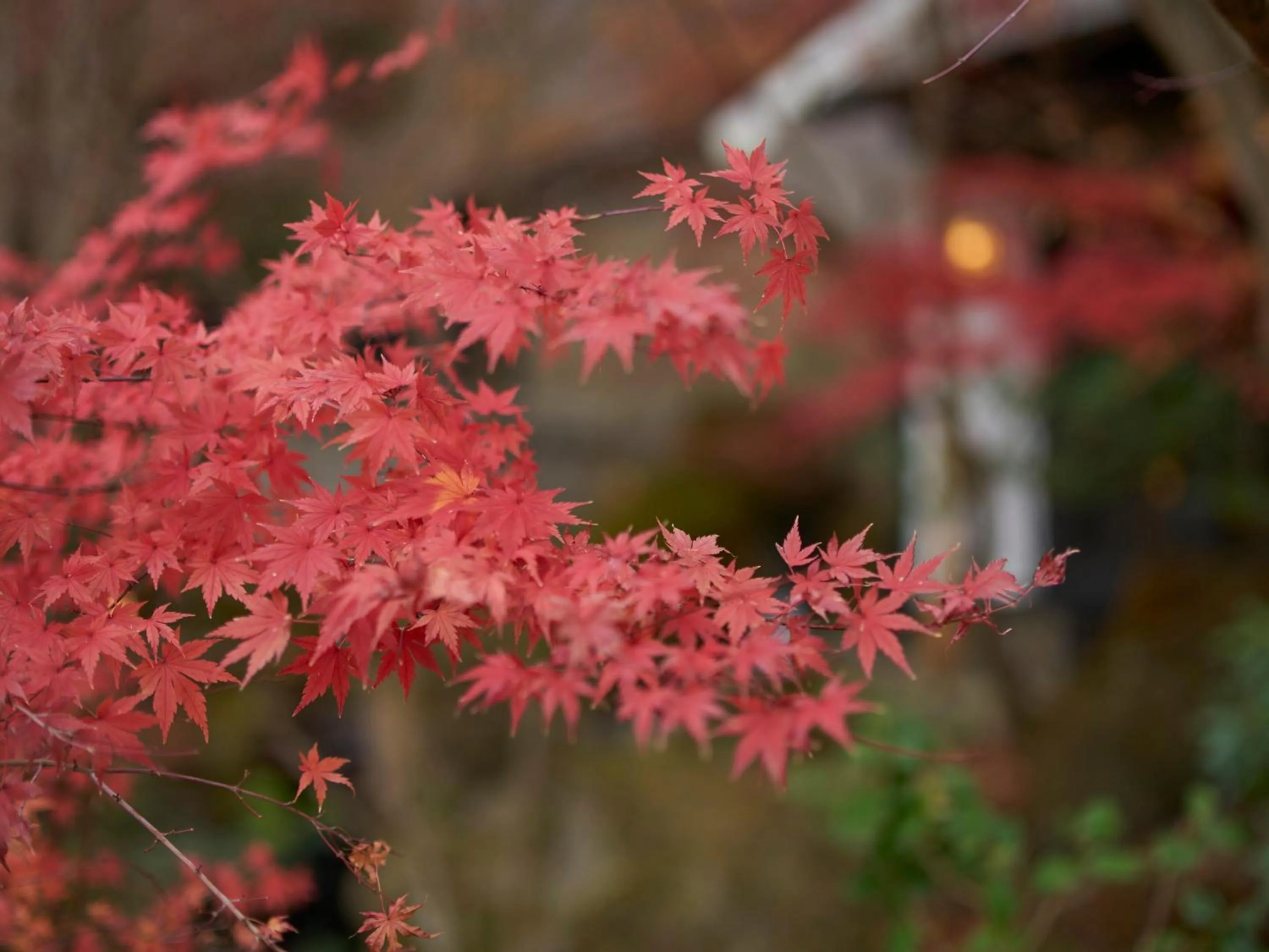 Day in Yufuin Rakuyu