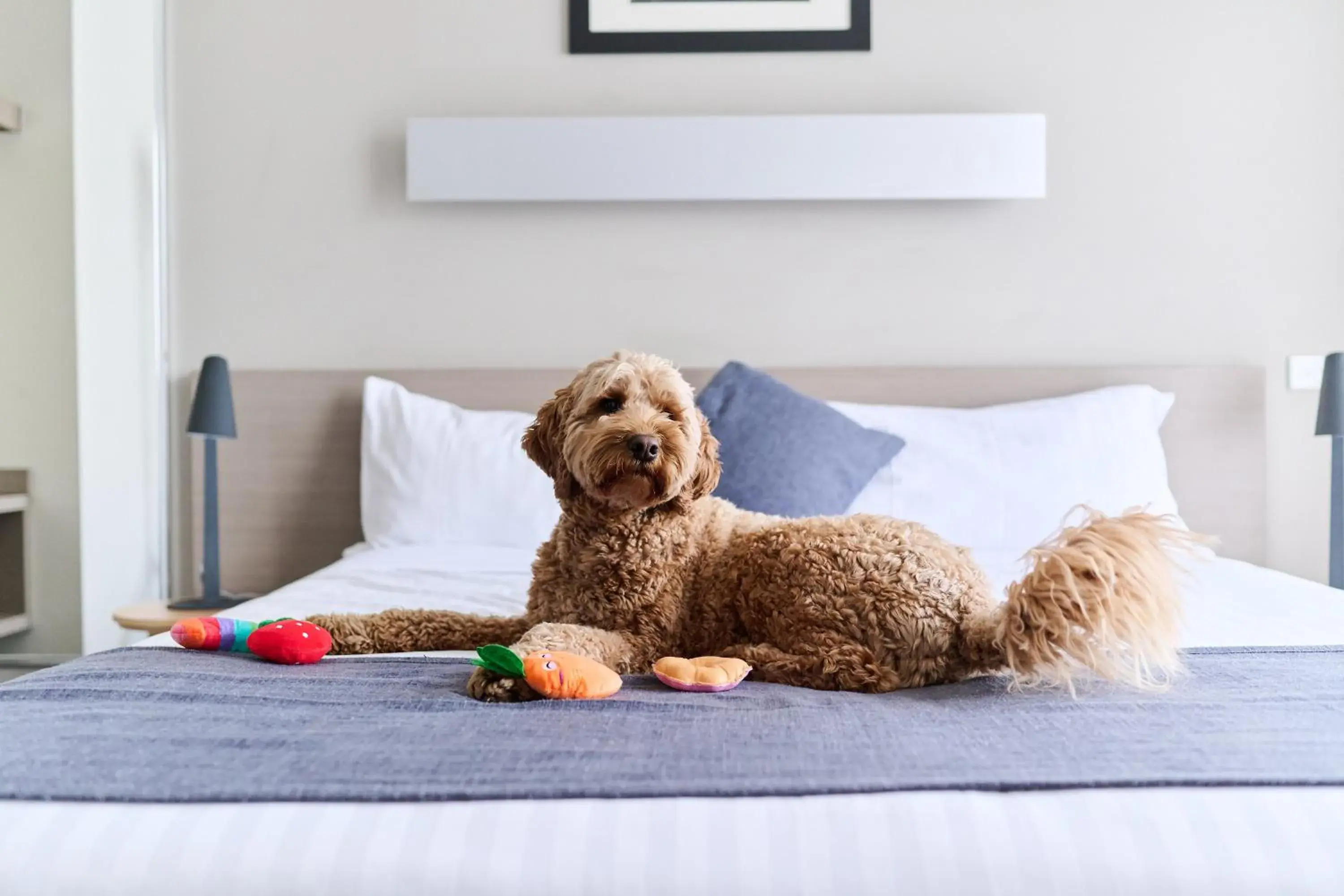 pet friendly, Bed in Abode Phillip pet friendly, Bed in Abode Phillip