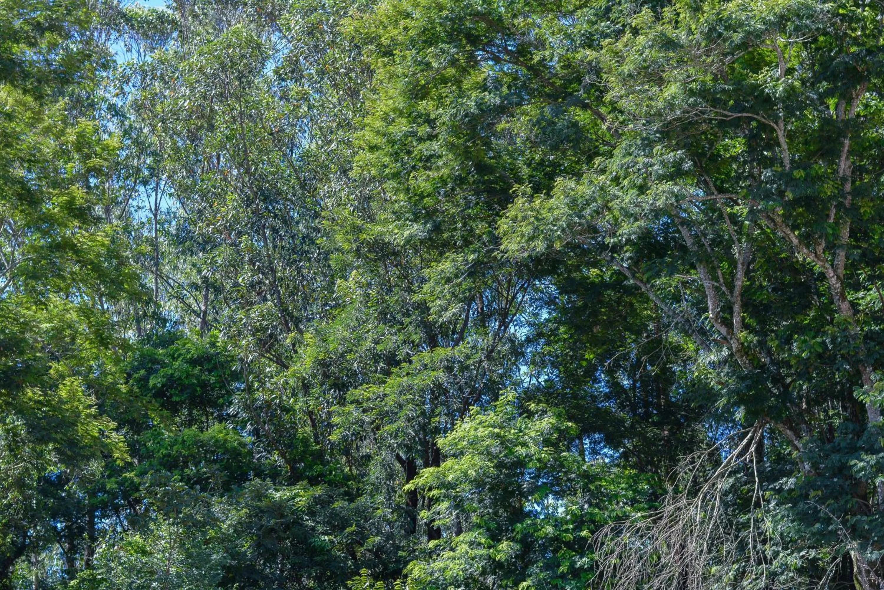 Garden view in Hotel Real São Lourenço