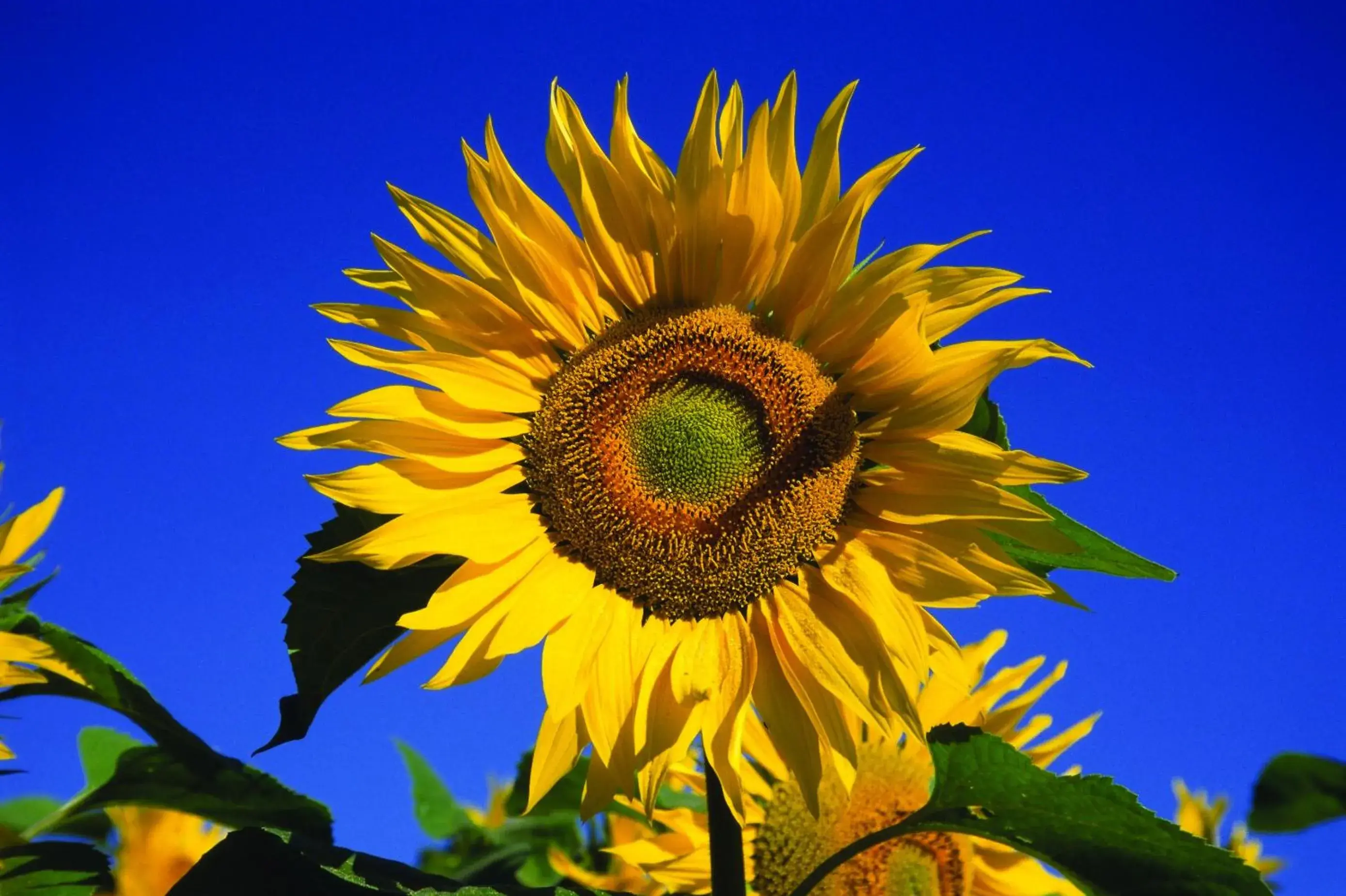 Area and facilities in Fletcher Hotel Restaurant De Geulvallei Area and facilities in Fletcher Hotel Restaurant De Geulvallei