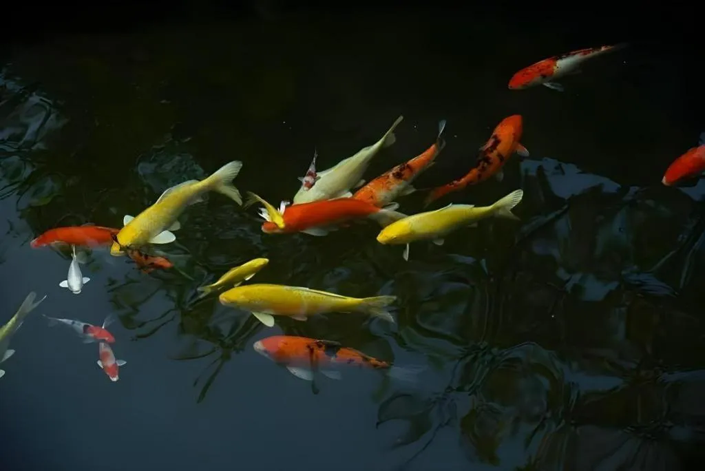 The Secret Garden Maesot