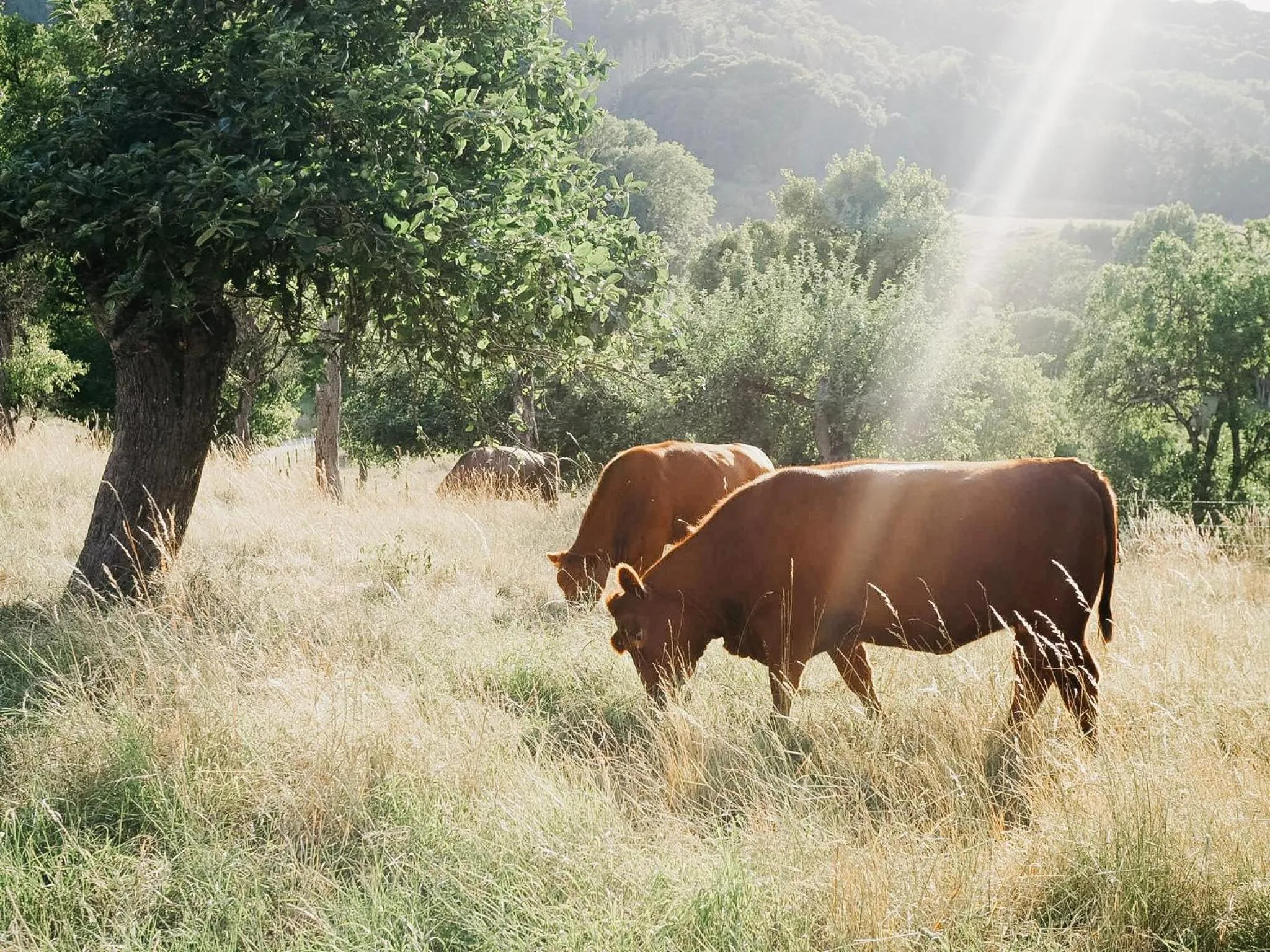 Roudenhaff Guestfarm