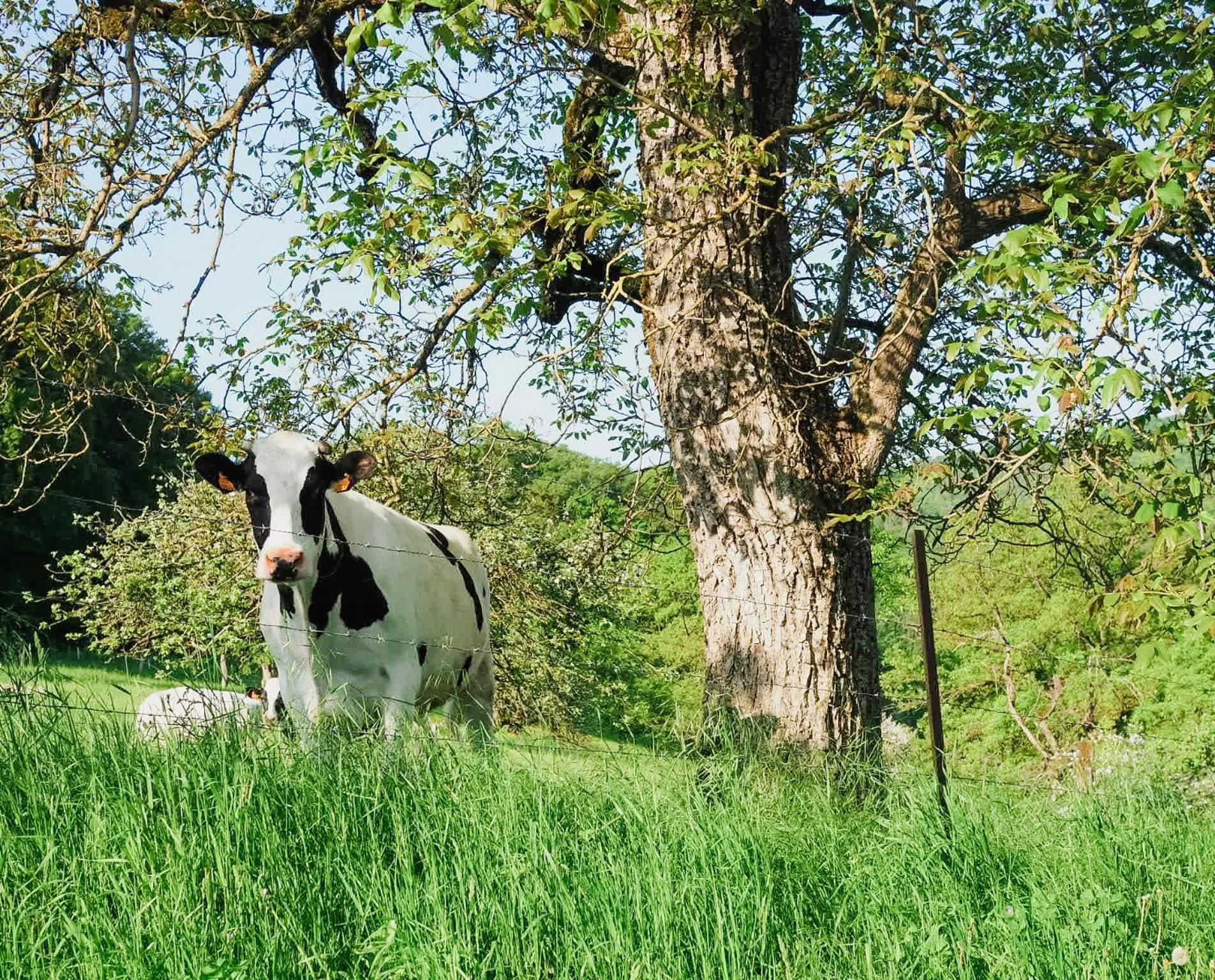 Roudenhaff Guestfarm