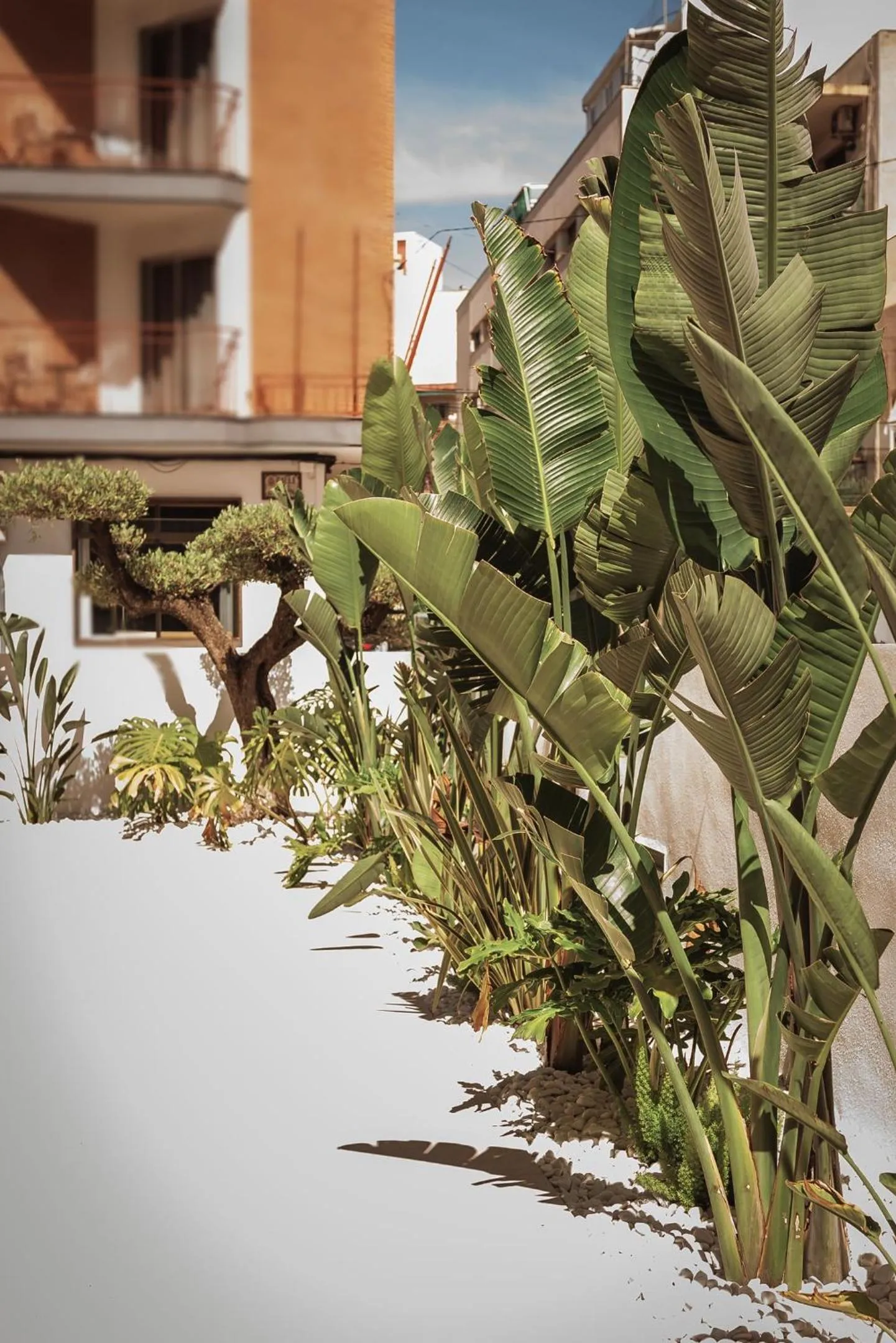 Garden in Hotel Camposol