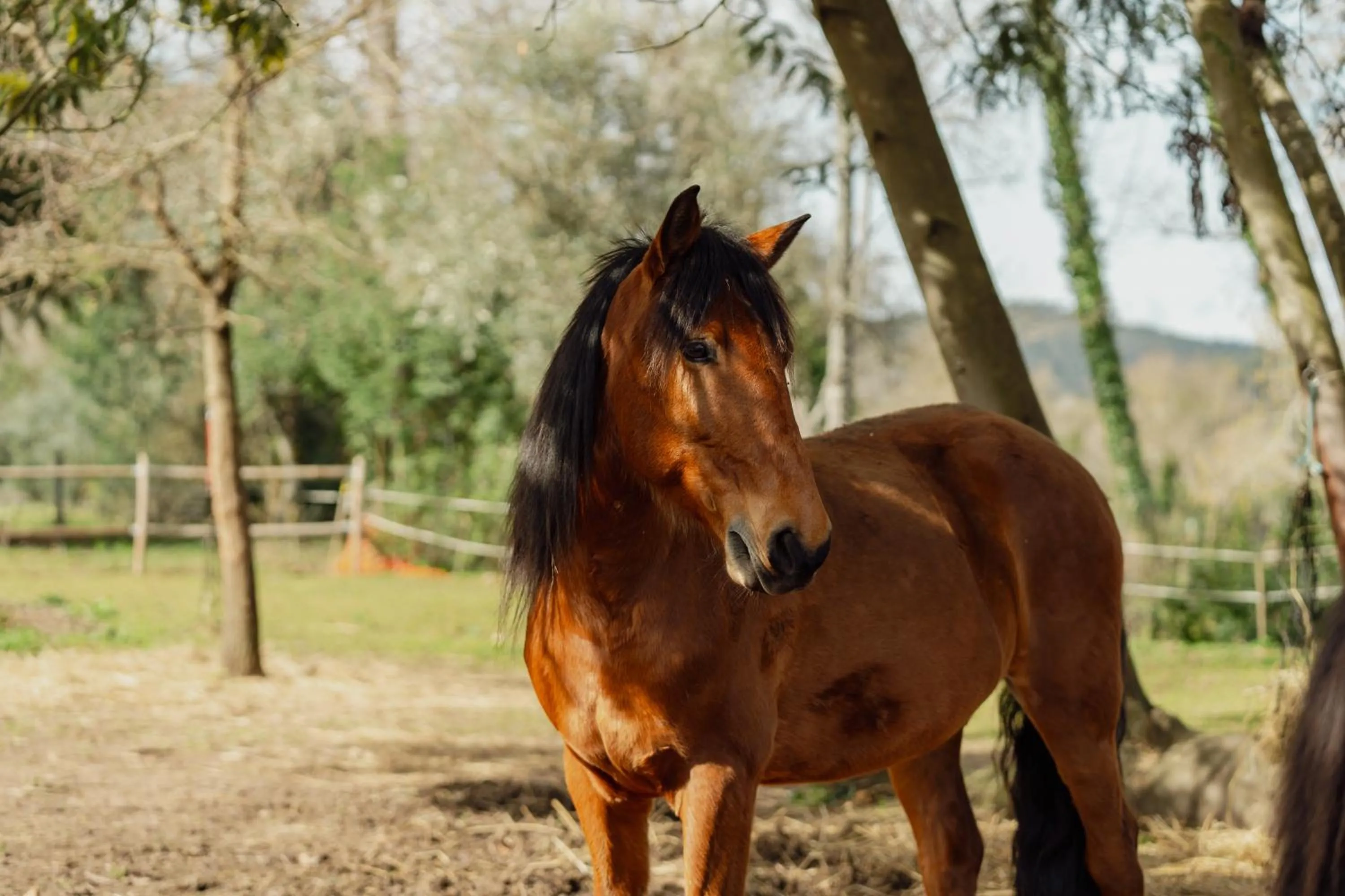 Activities in Bed & Breakfast EQUITARE RURAL