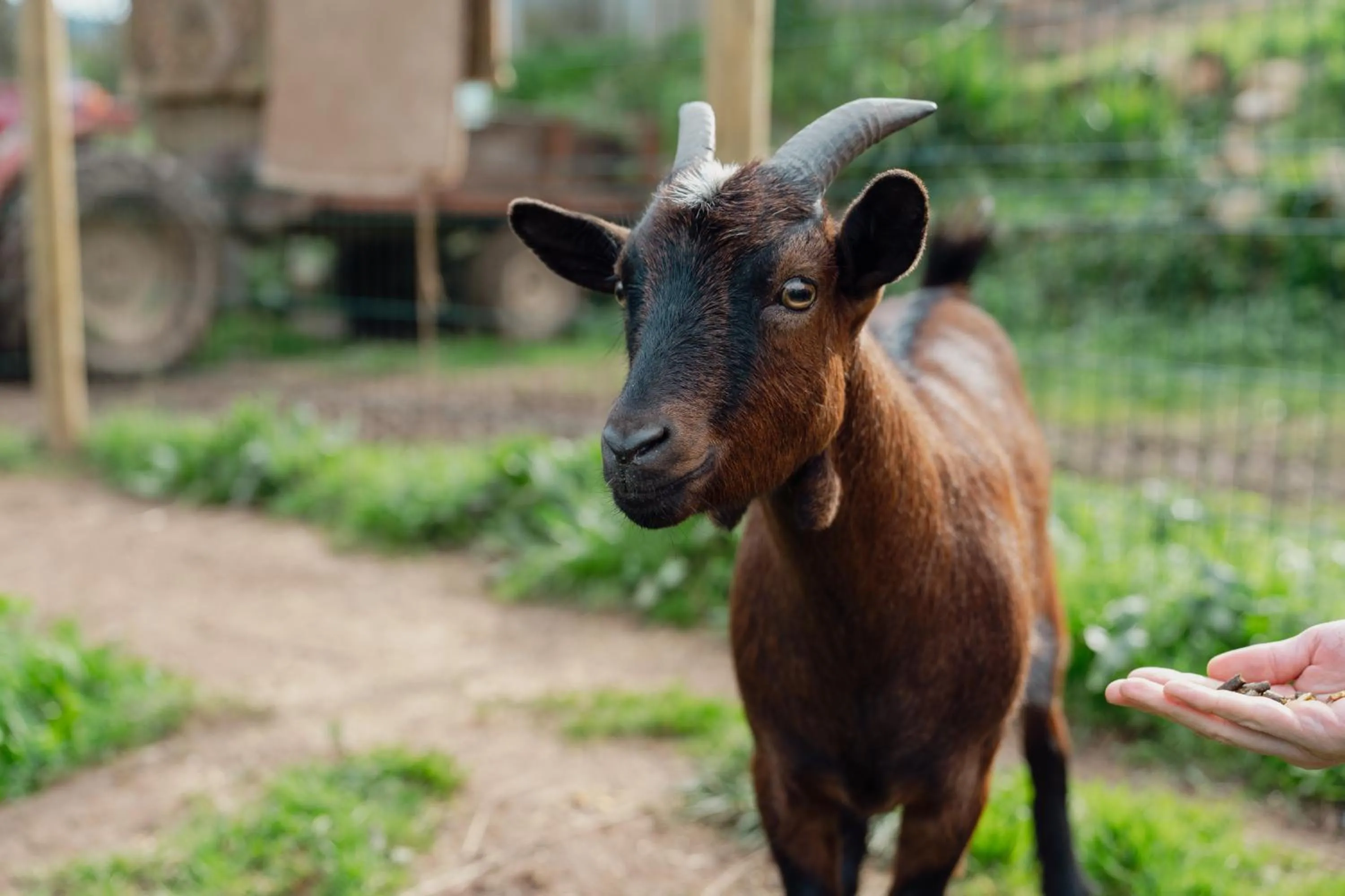 Animals in Bed & Breakfast EQUITARE RURAL