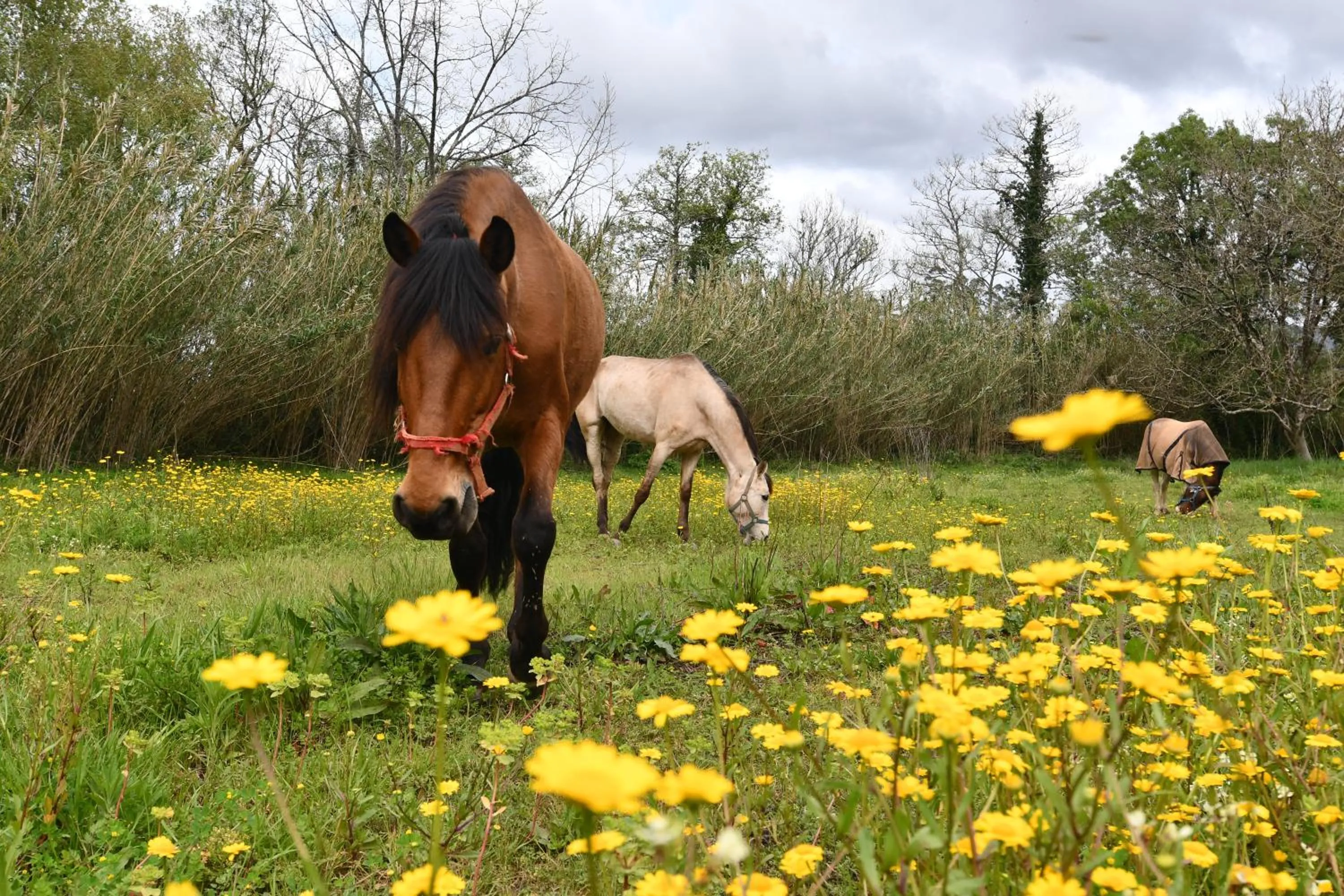 Horse-riding in Bed & Breakfast EQUITARE RURAL