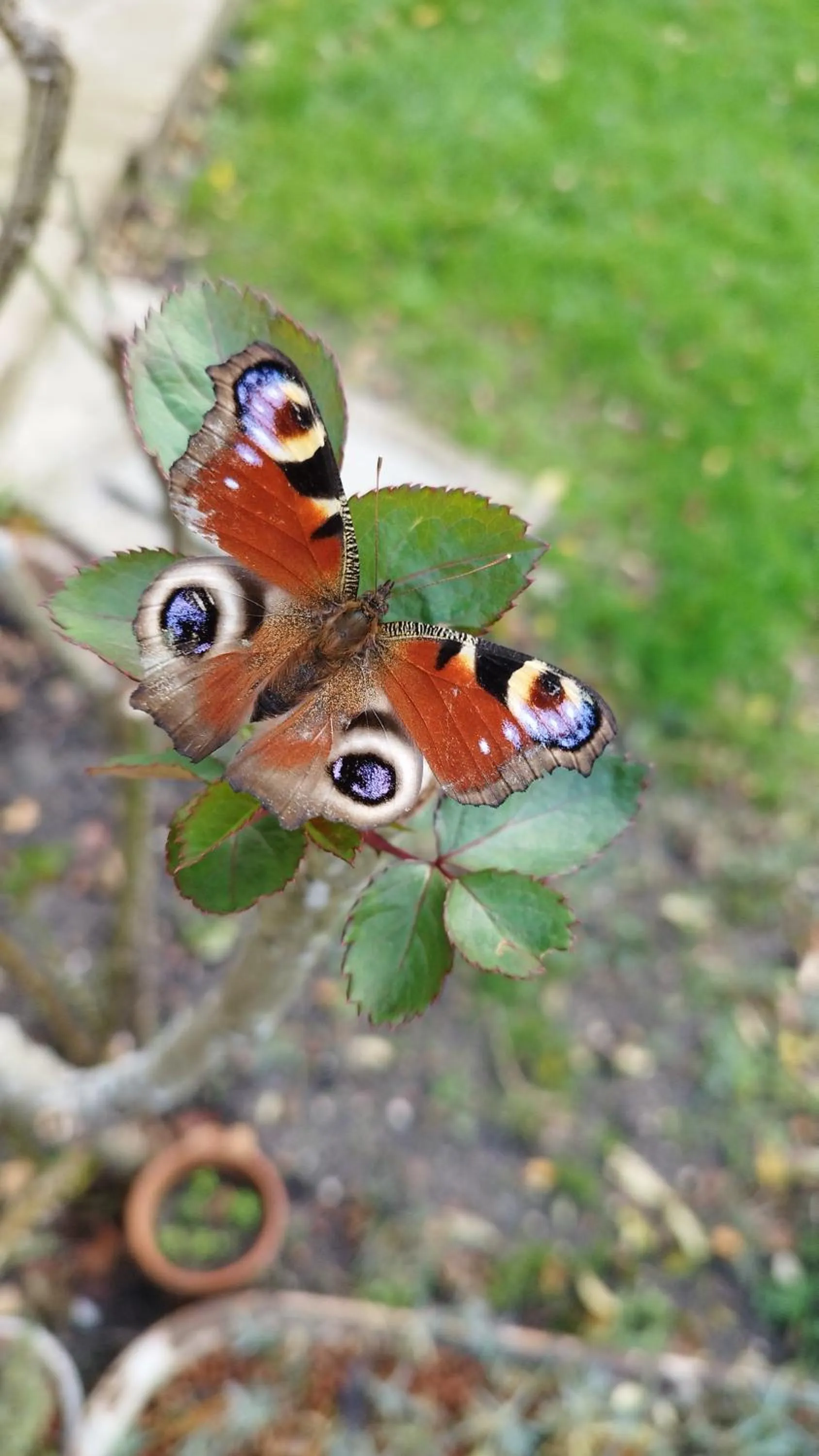 Garden in Hotel Moulin de Villiers