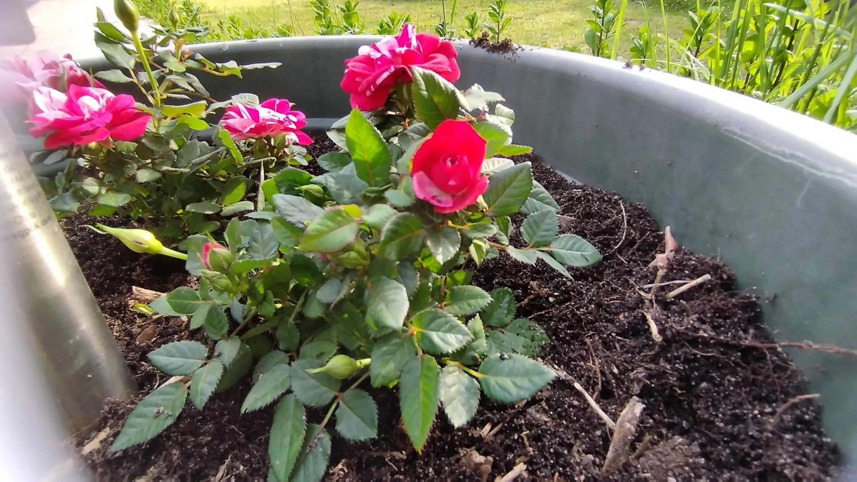 Garden in Hotel Moulin de Villiers