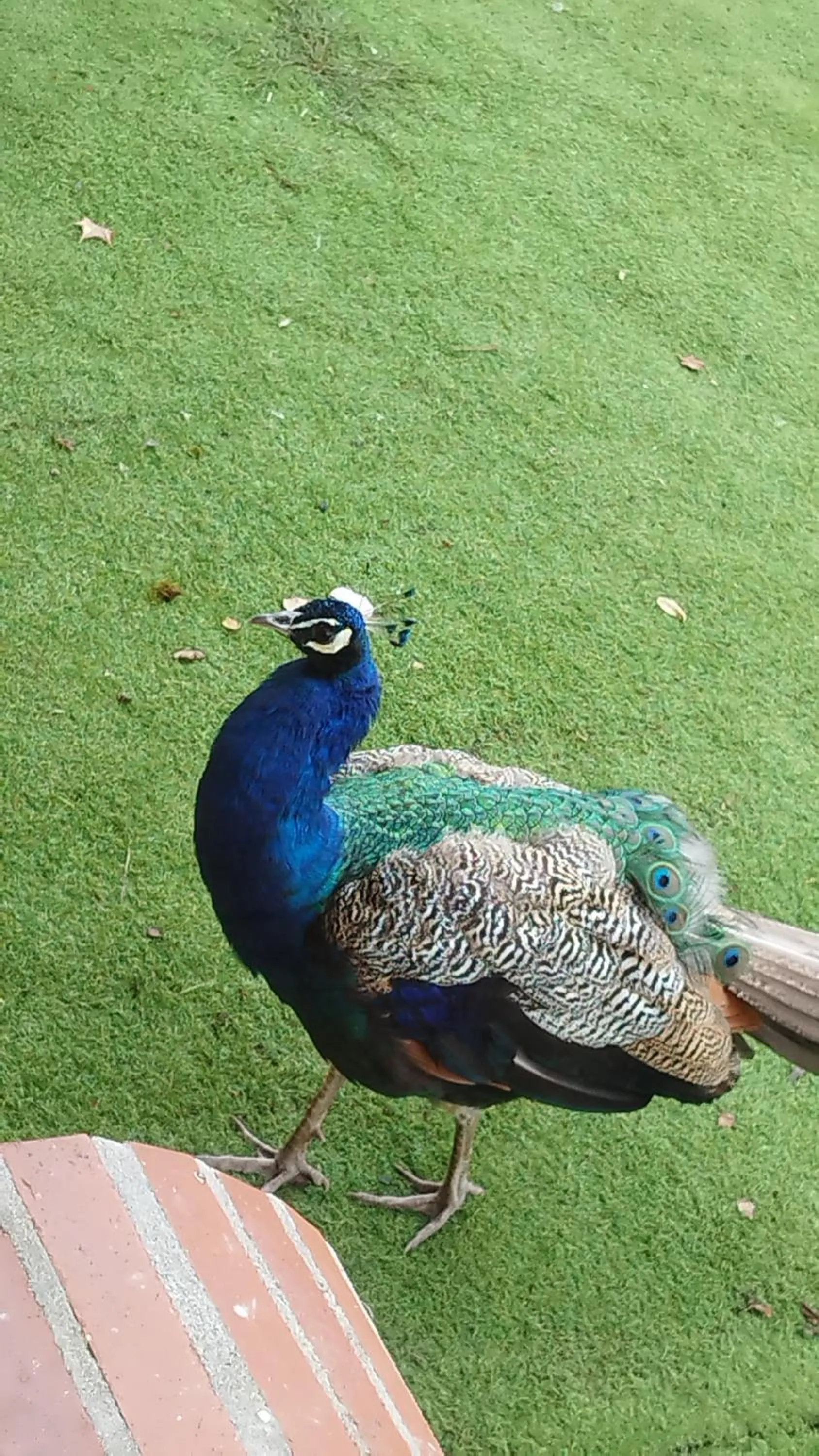 Animals in Hotel Moulin de Villiers