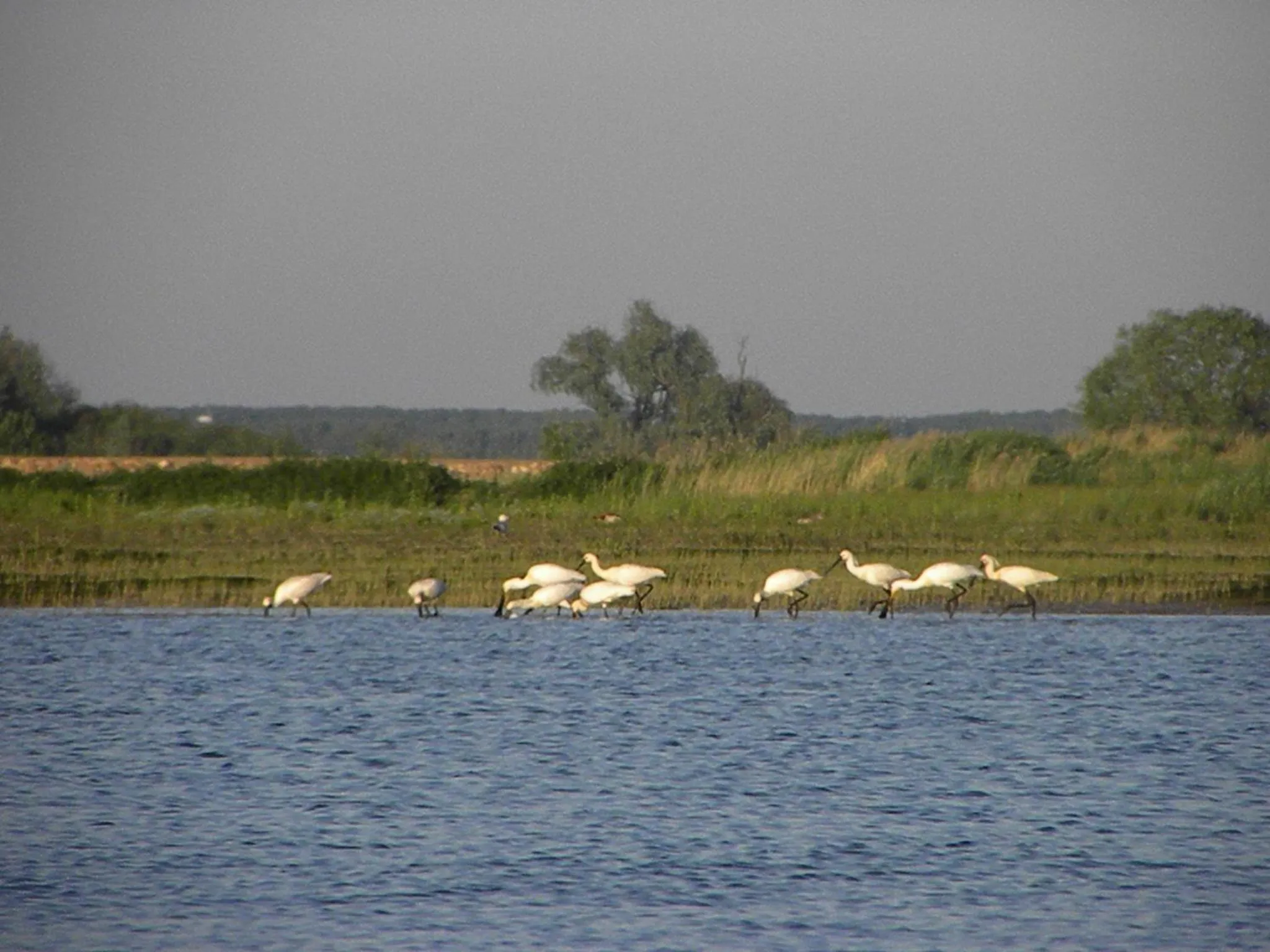 Natural landscape in de Brabantse Biesbosch