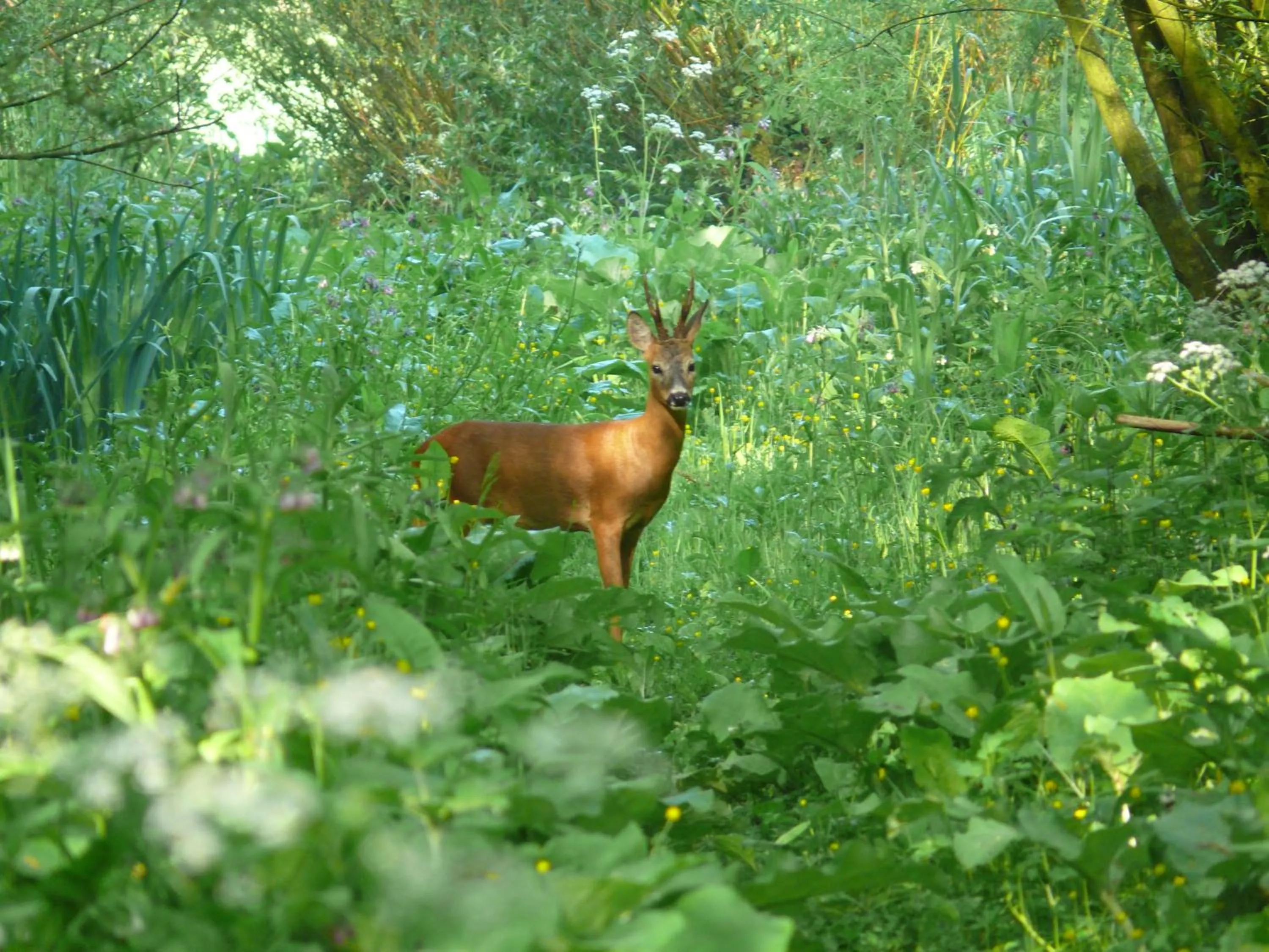 Pets in de Brabantse Biesbosch