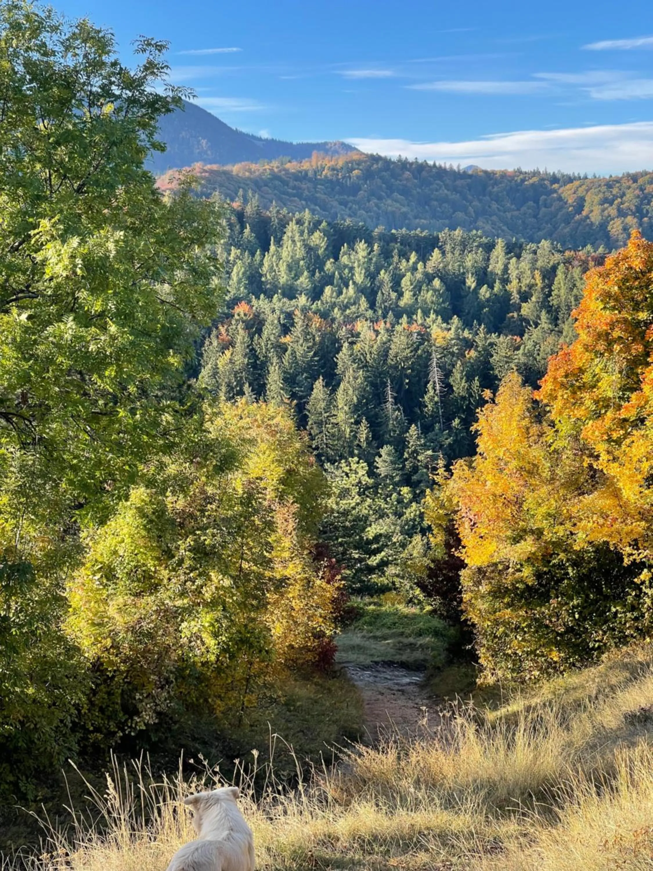 View (from property/room) in Casa Balcescu