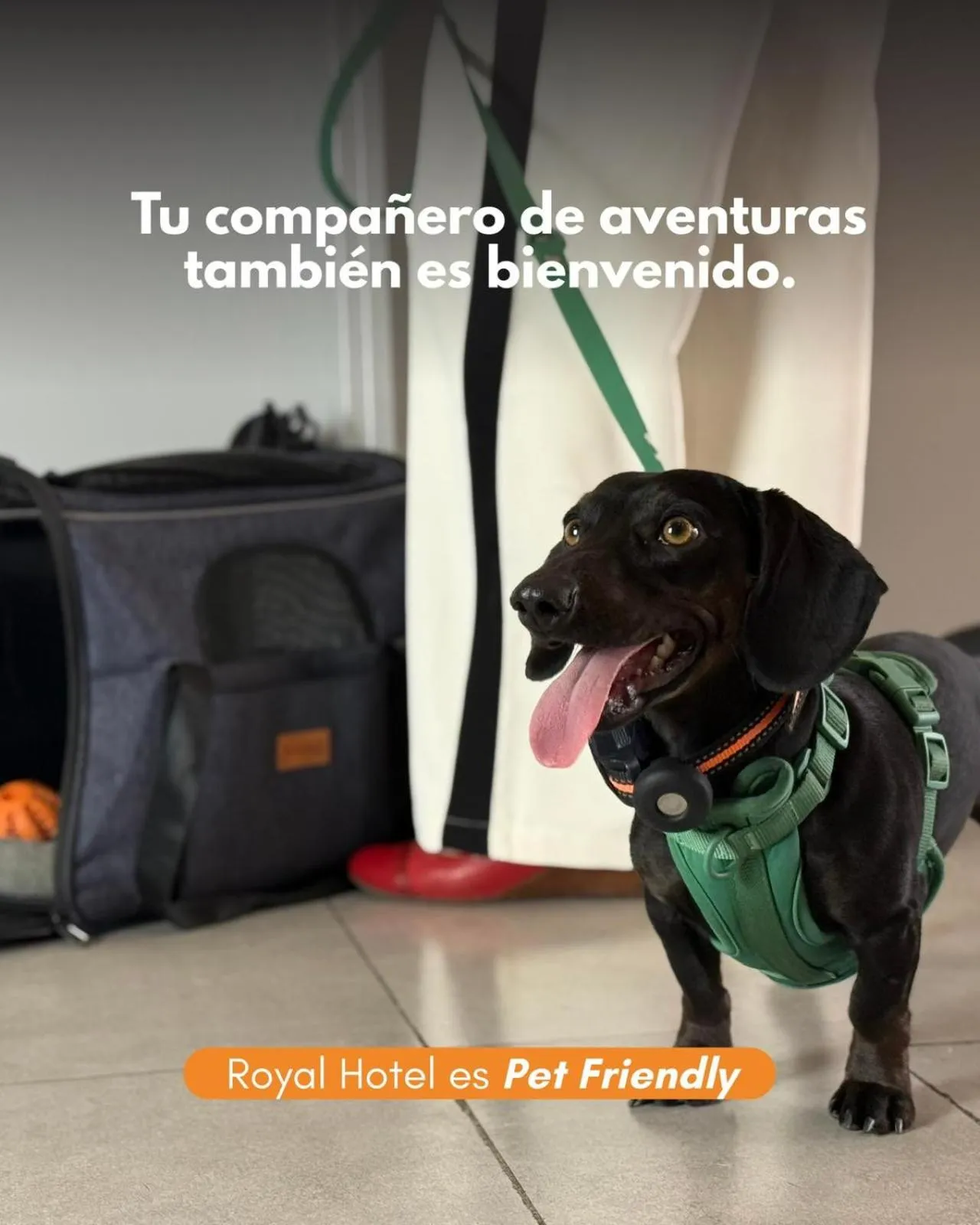 pet friendly in Hotel Royal