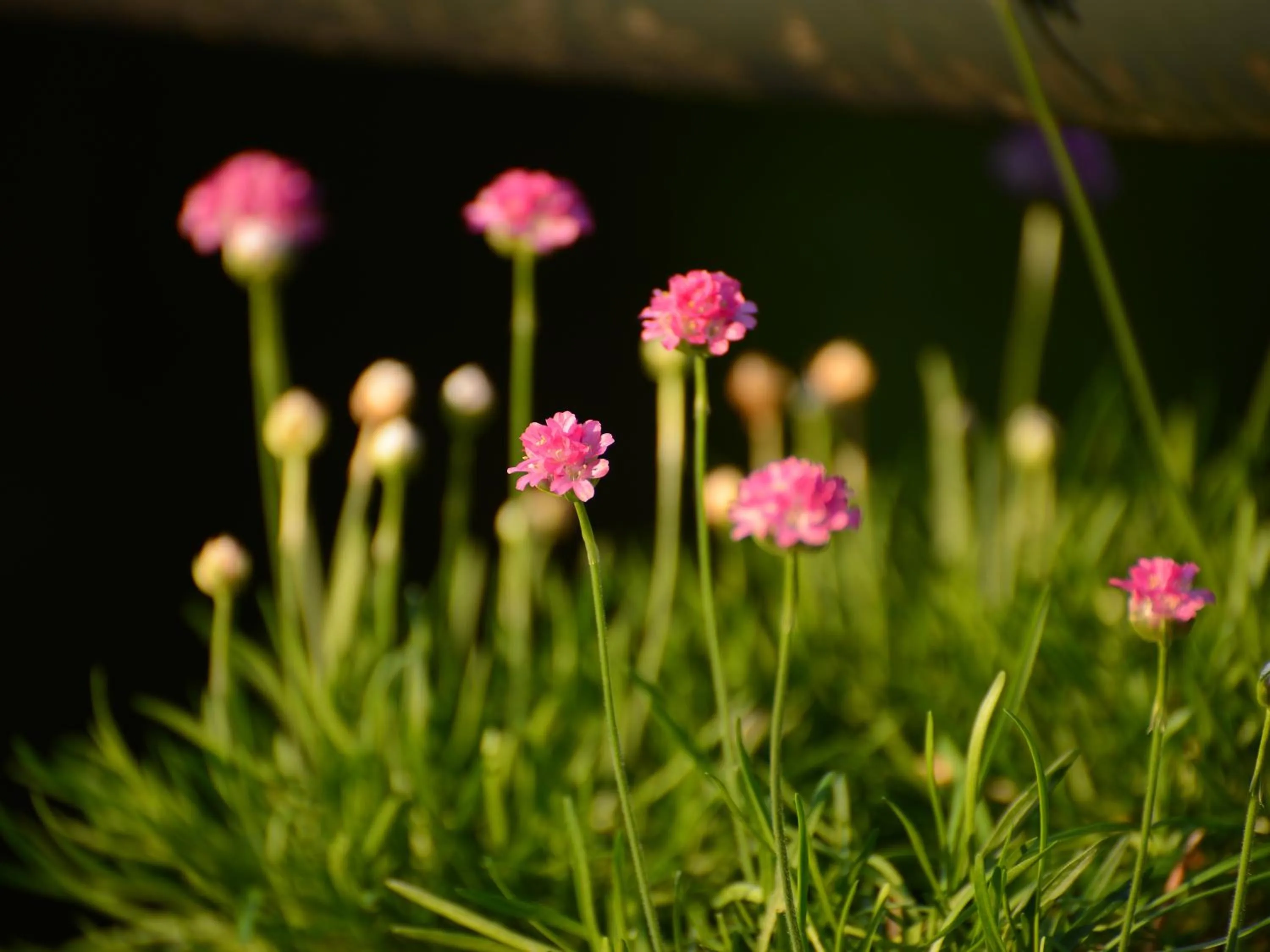 Day in Hotel Kusakabe Armeria