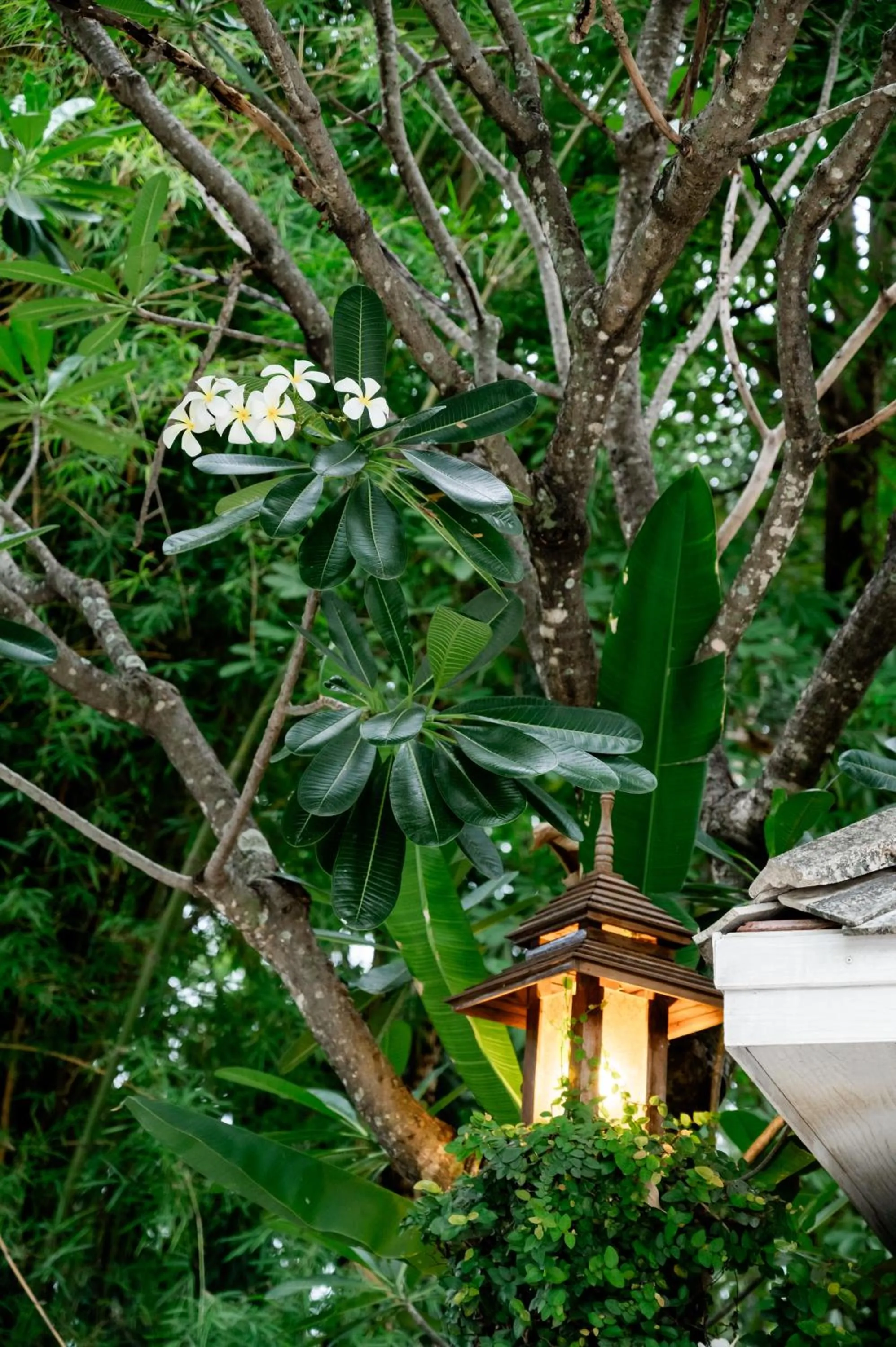 Natural landscape in Tolani Southgate Villa Chiang Mai