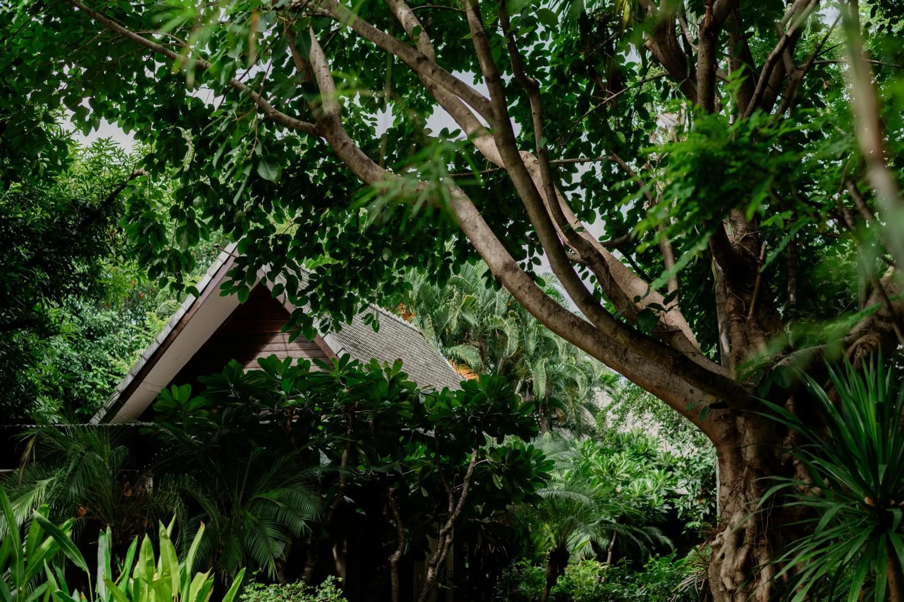 Natural landscape in Tolani Southgate Villa Chiang Mai