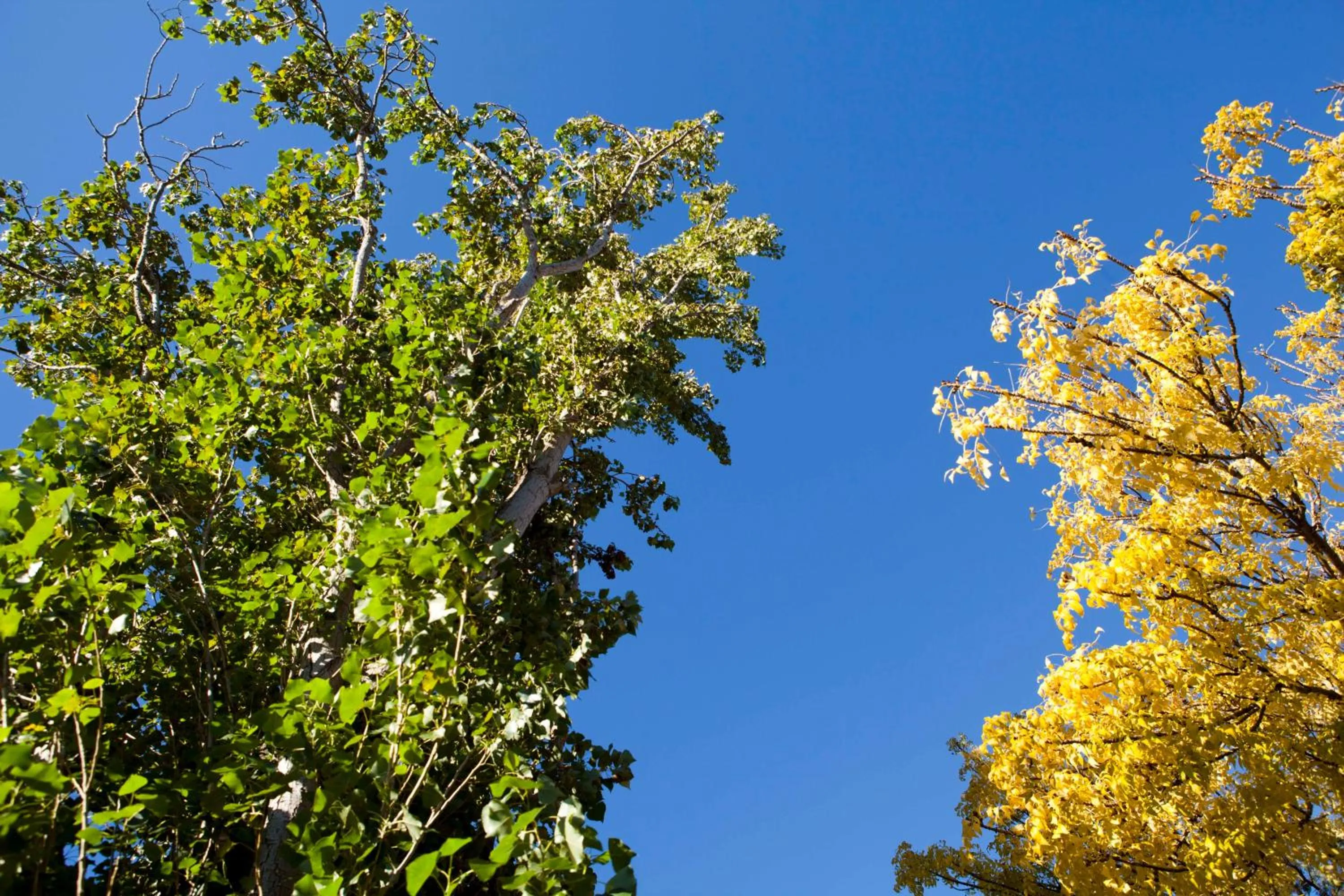 Area and facilities in Strayleaves Caravan Park