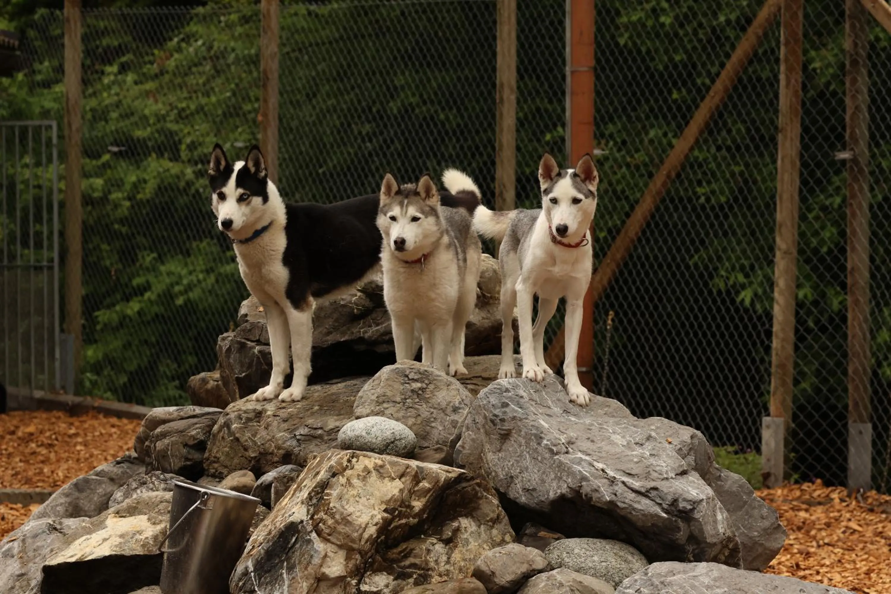 Activities in Hüttenhotel Husky Lodge