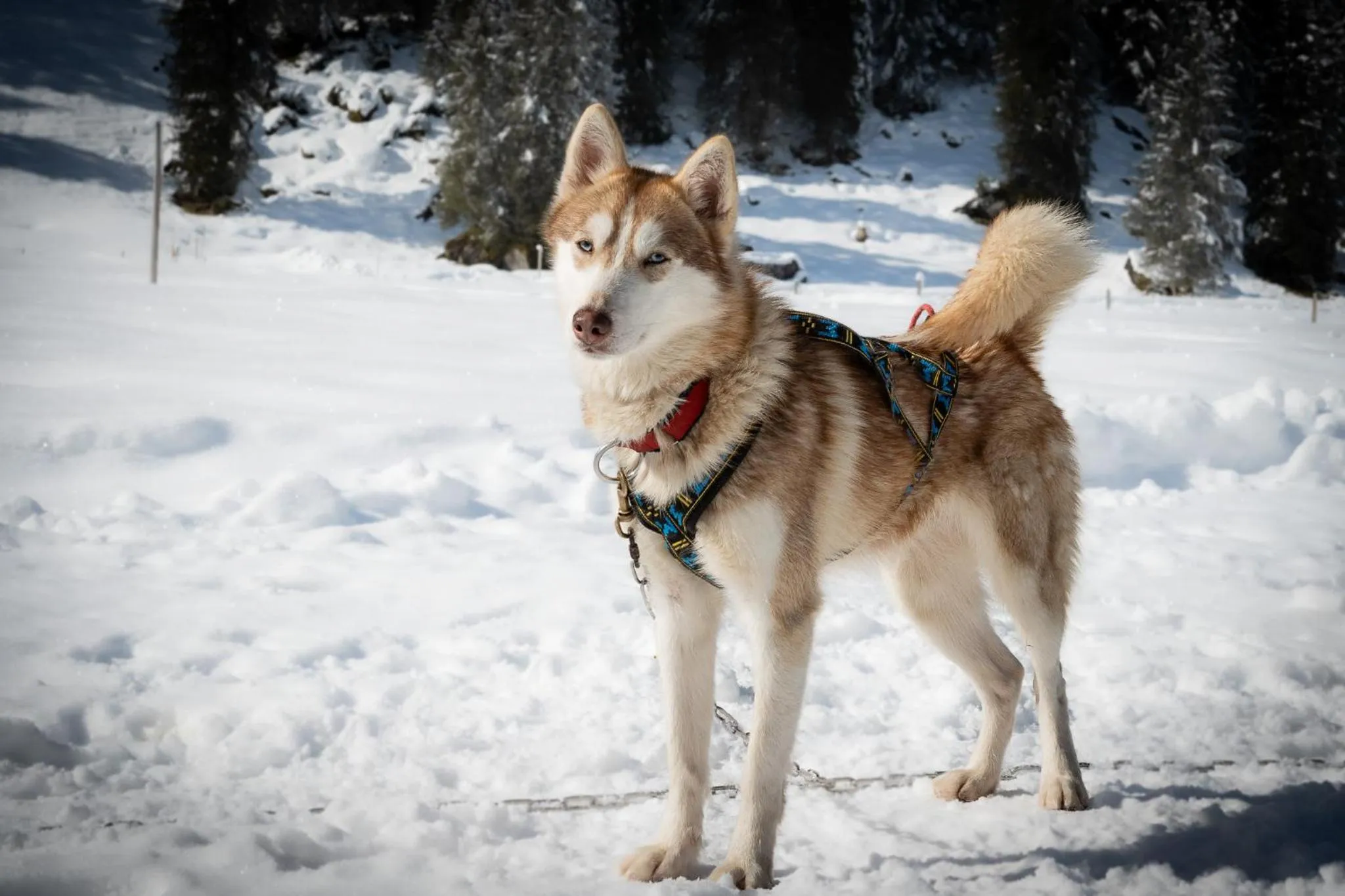 Activities in Hüttenhotel Husky Lodge