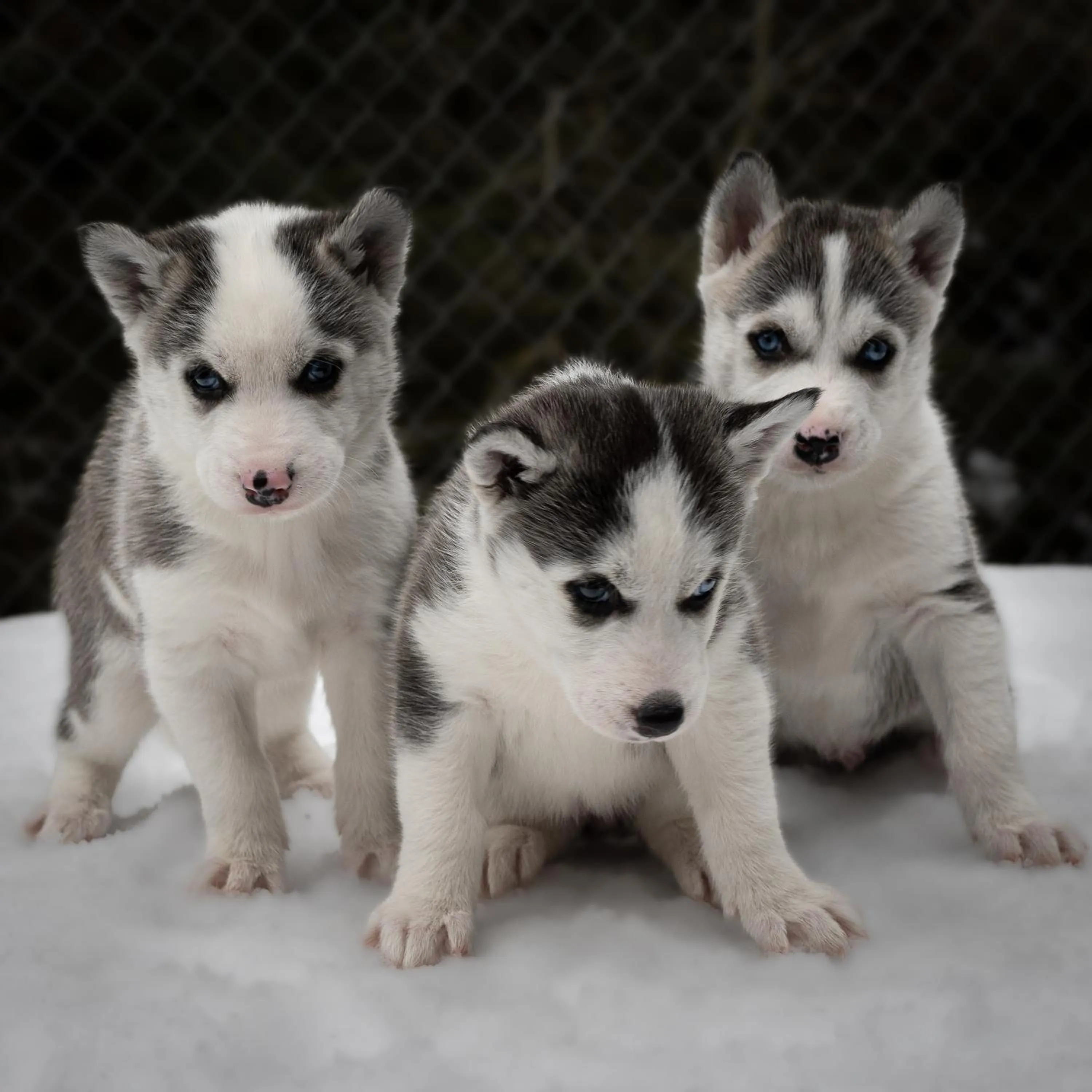 Activities in Hüttenhotel Husky Lodge