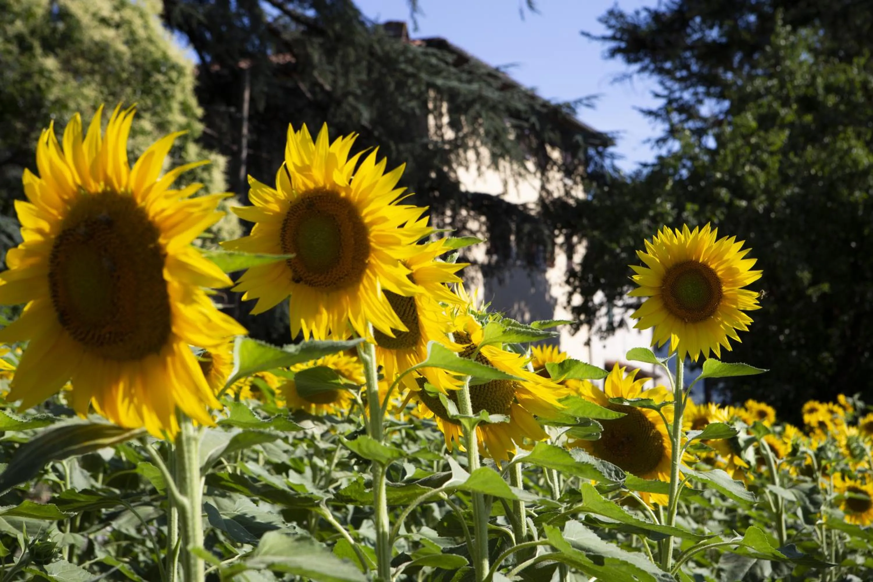 Property building in Agriturismo La Topaia