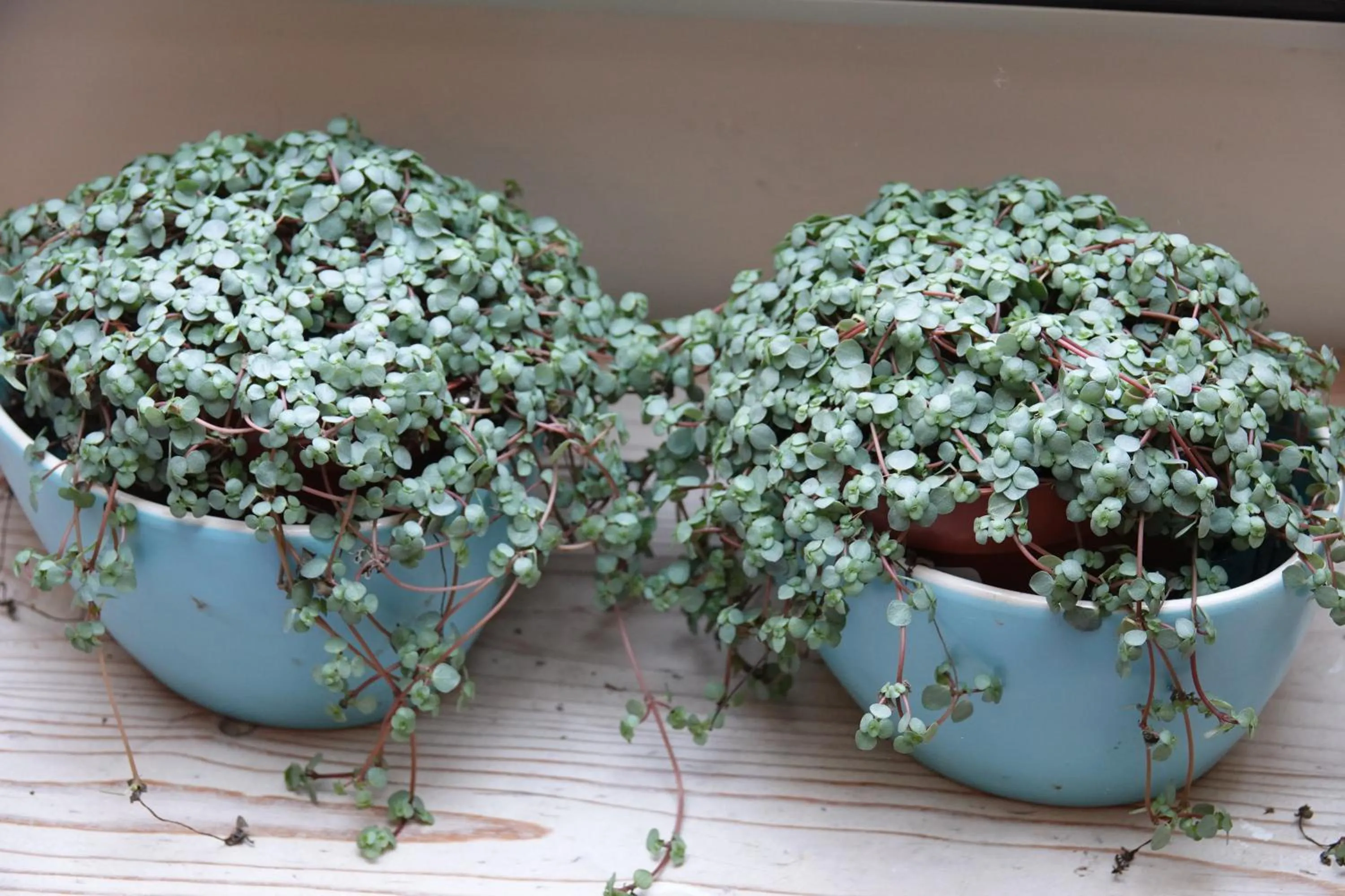 Decorative detail in B&B Welgelegen