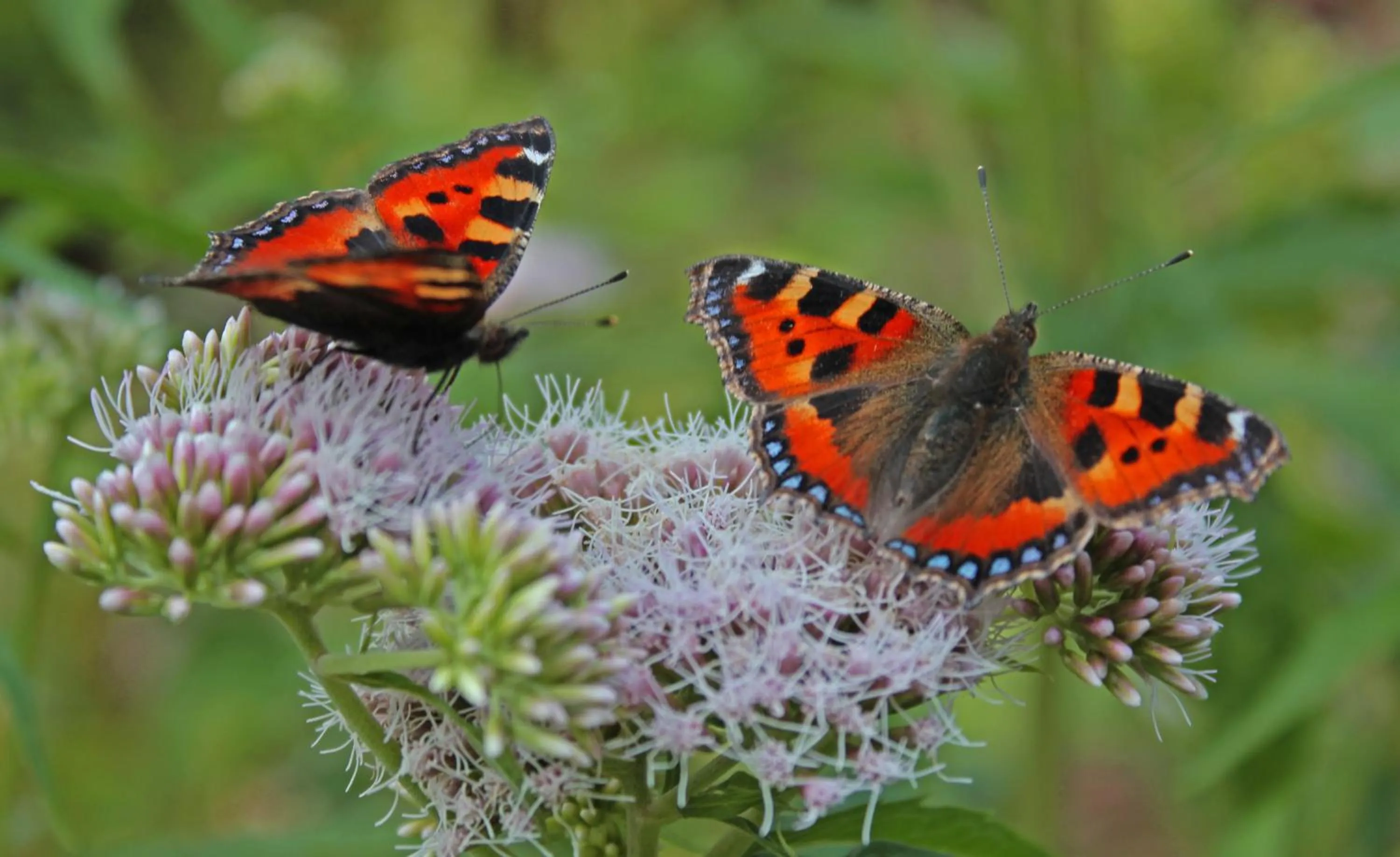 Garden in B&B Welgelegen